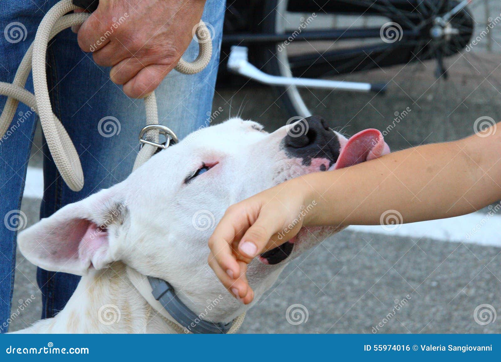 what does it mean if a dog licks your arm