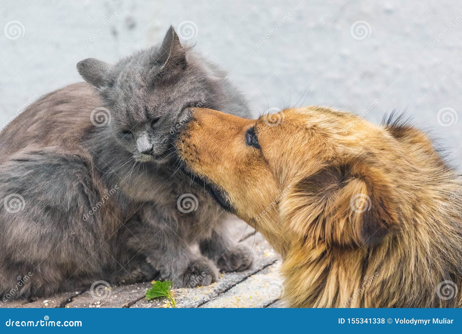 A Dog Licks a Cat`s Muzzle. Friendly Dog and Cat Relationship_ Stock