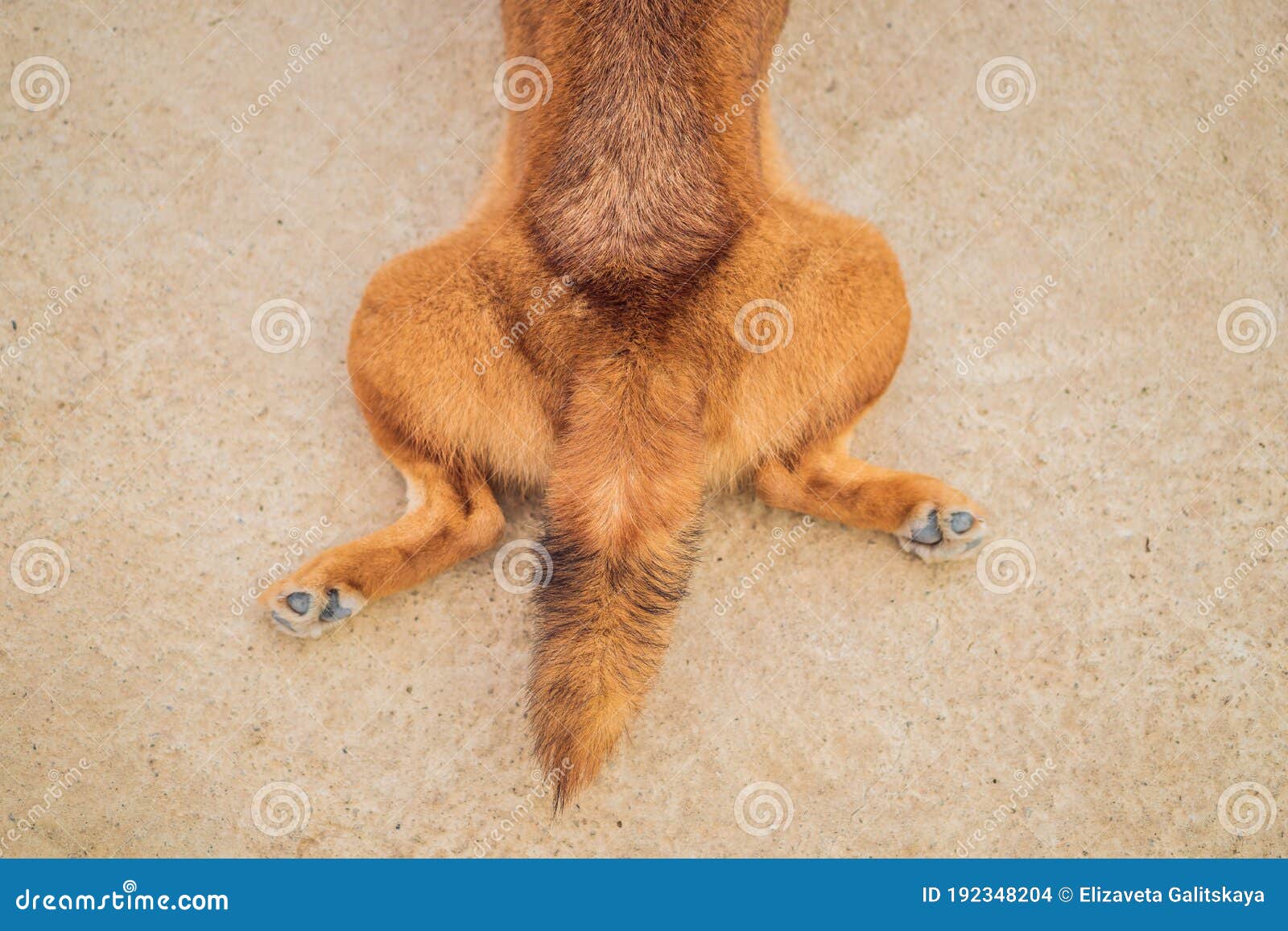 The Dog Lies with Outstretched Hind Legs. Hot Dog Stock Photo - Image of  corgi, hind: 192348204