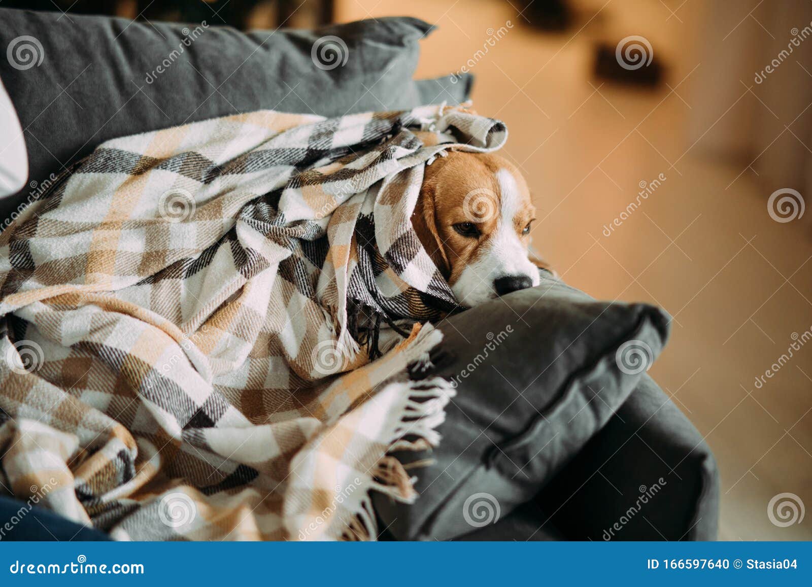 Dog Lies on a Sofa and Rests Wrapped in a Plaid Stock Photo Image of