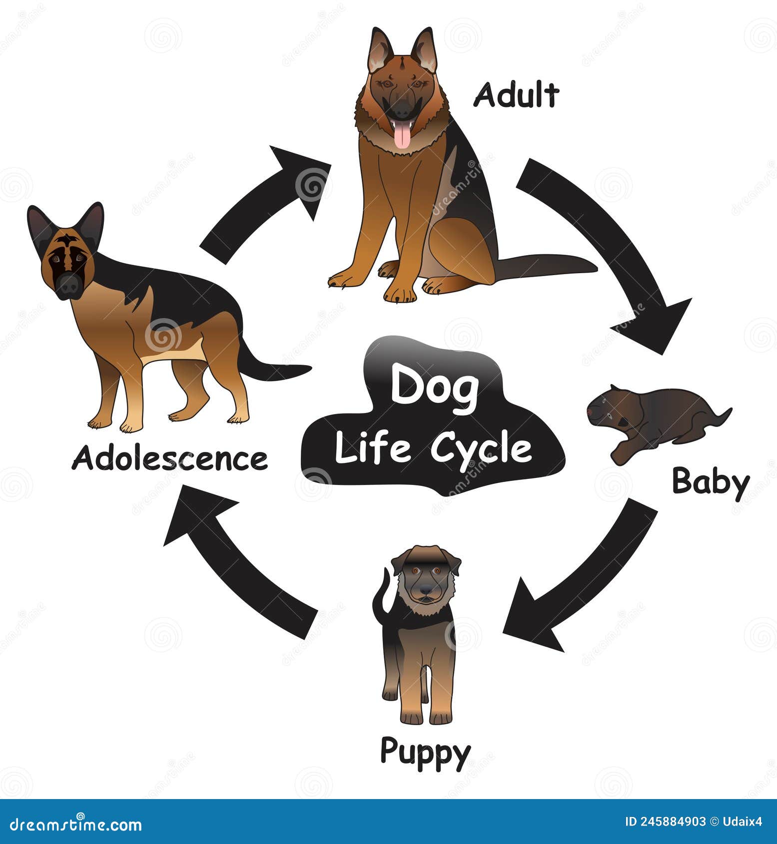 Hamster Life Cycle: Different Stages in their life