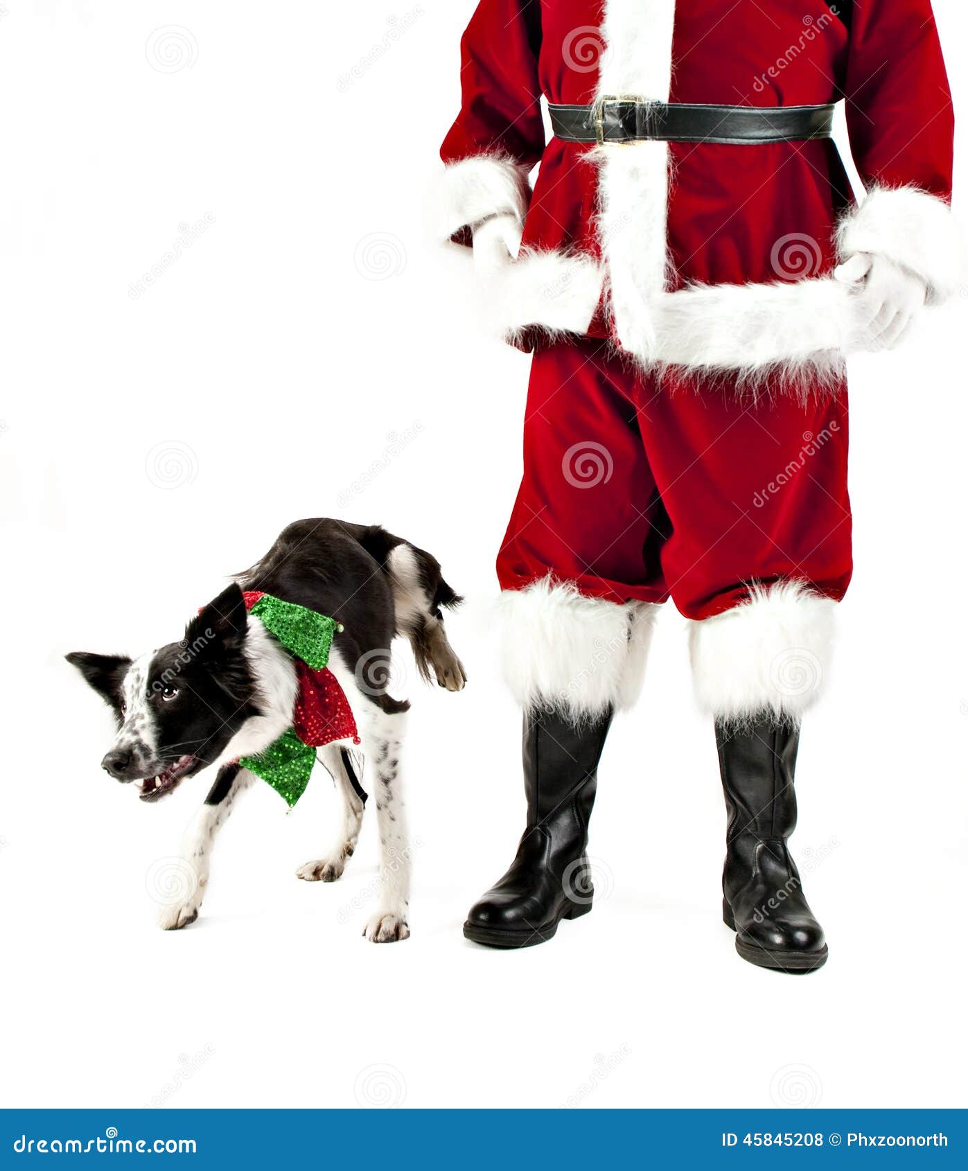 dog-lifts-leg-to-pee-santa-claus-red-green-holiday-collar-isolated-white-45845208.jpg