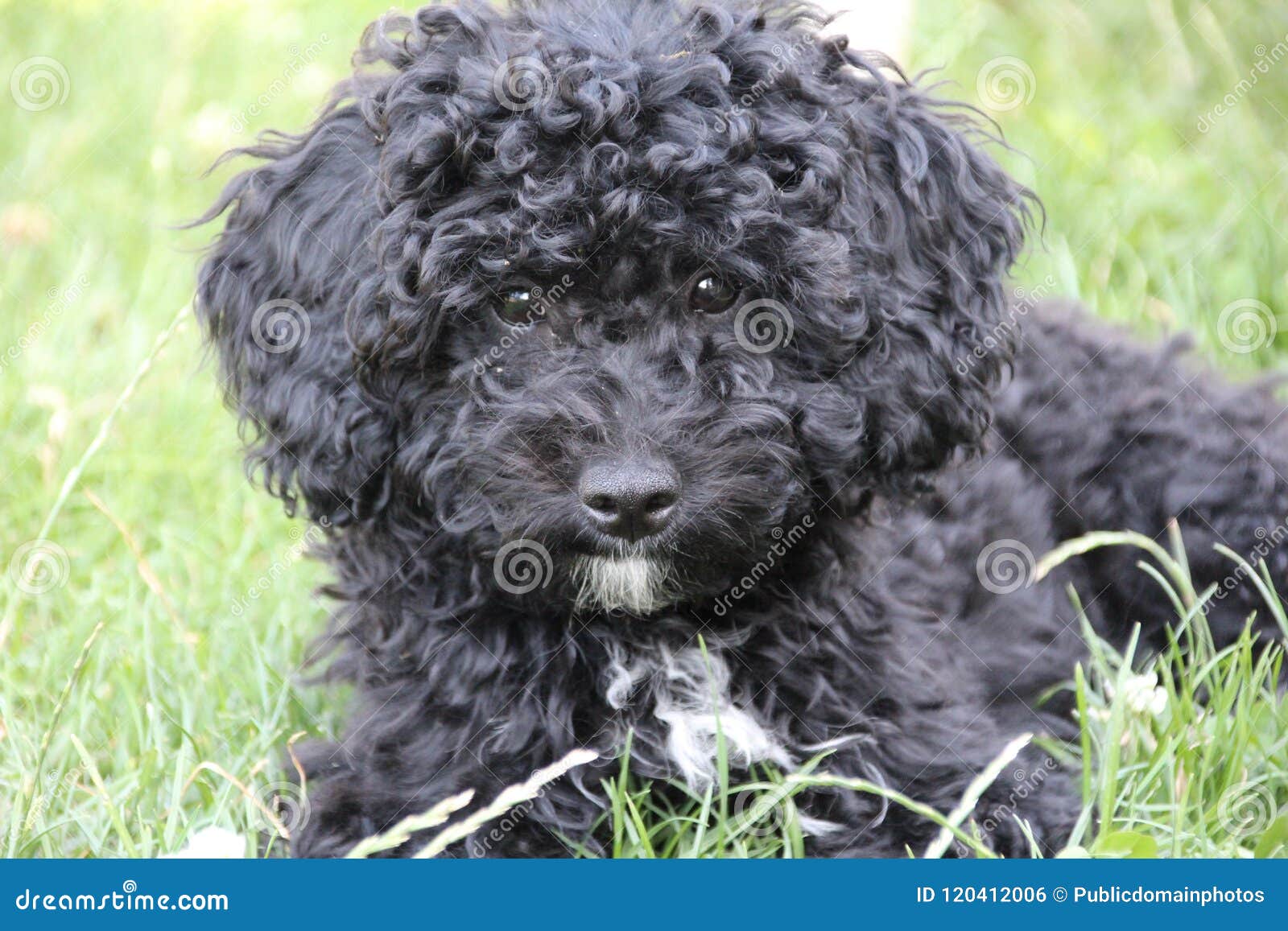 miniature spanish water dog