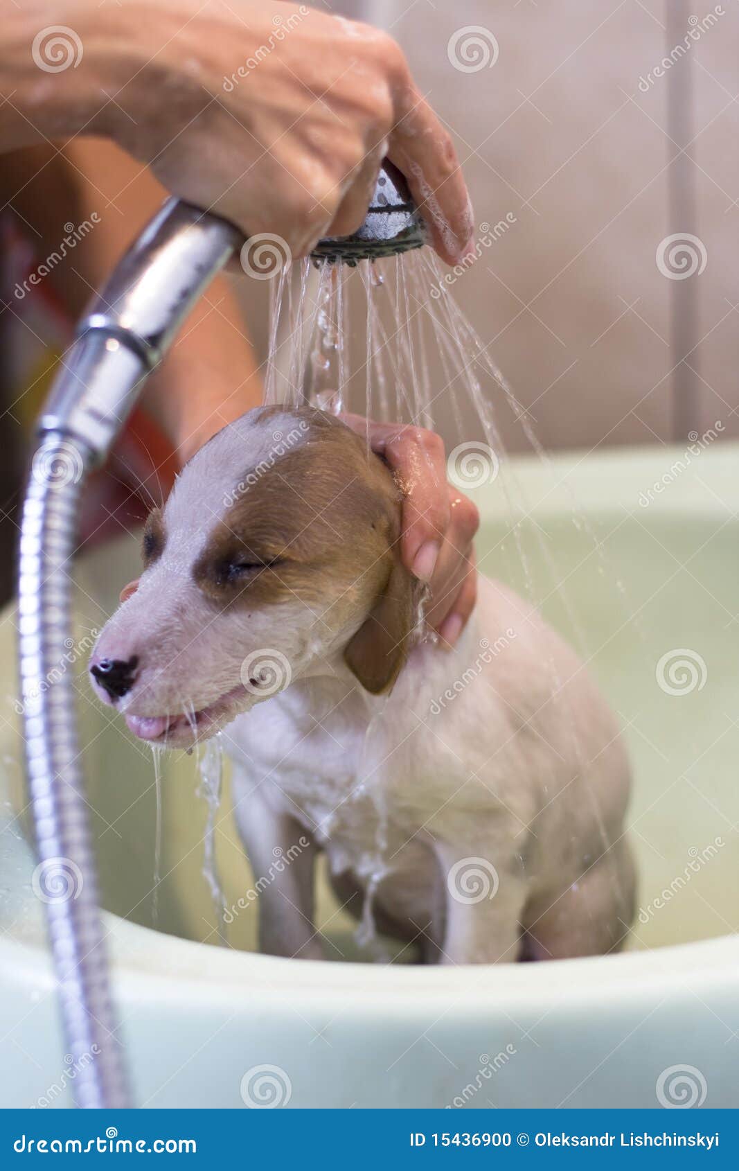 The dog likes a shower stock photo. Image of brown, animal 15436900