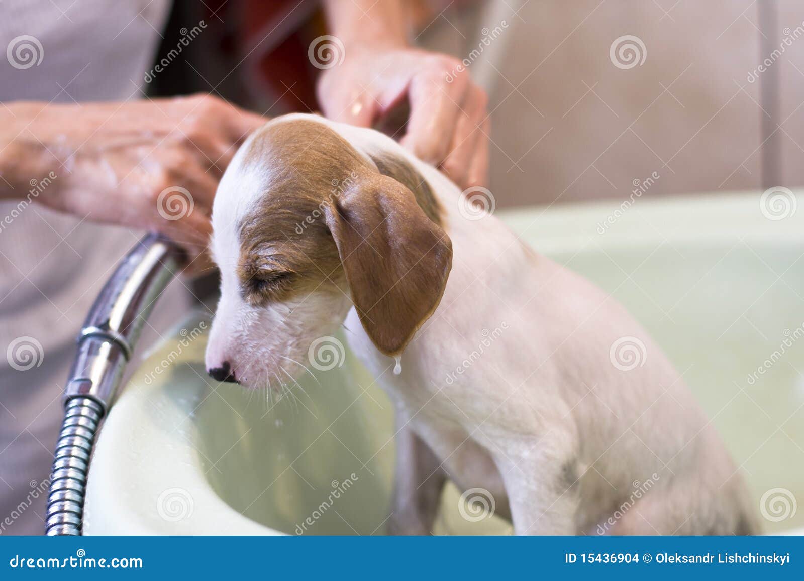 The dog likes a shower stock photo. Image of limb, faithful 15436904