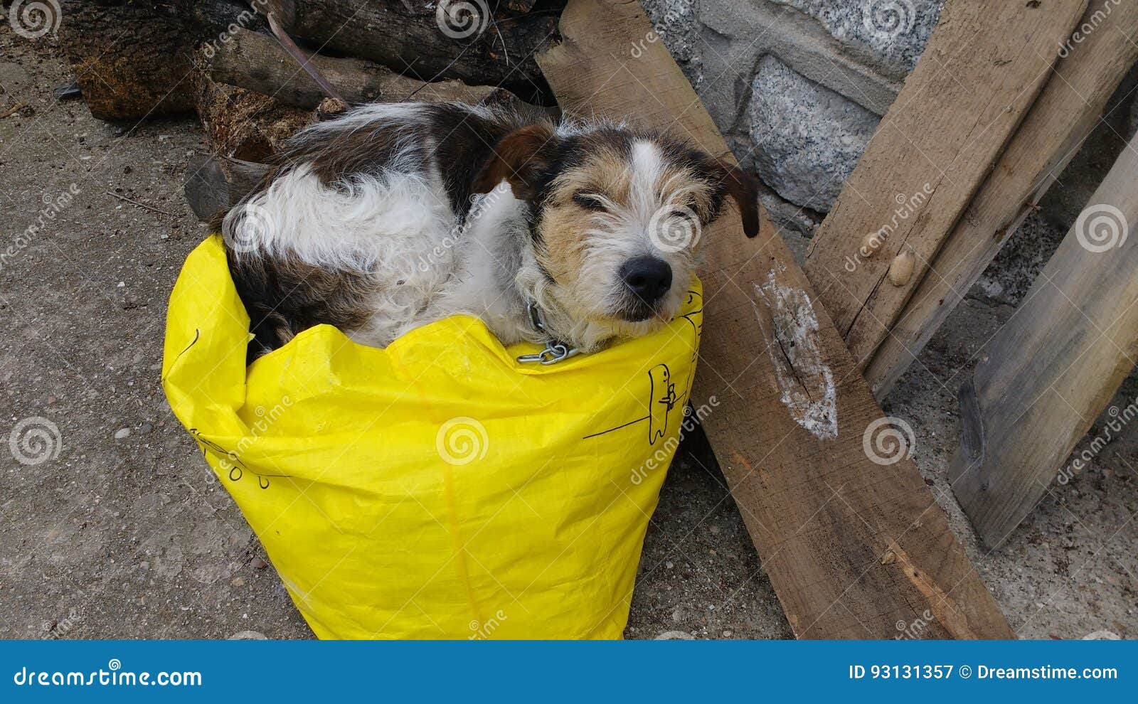 The Dog Likes To Sleep in a Bag Stock Image Image of inside, agusto
