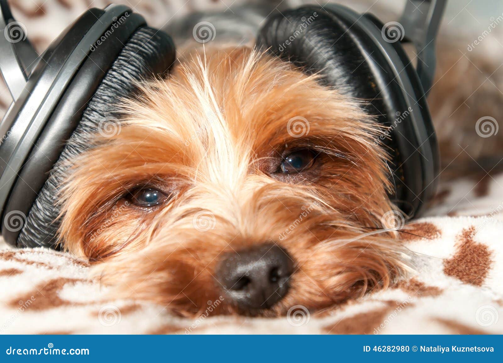 music for dogs to listen to