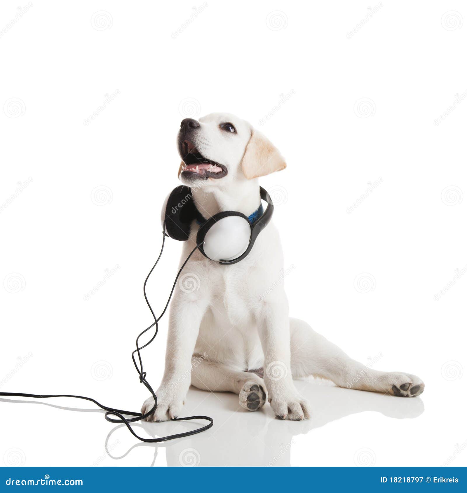 Dog listening to music stock image. Image of play, breed 18218797