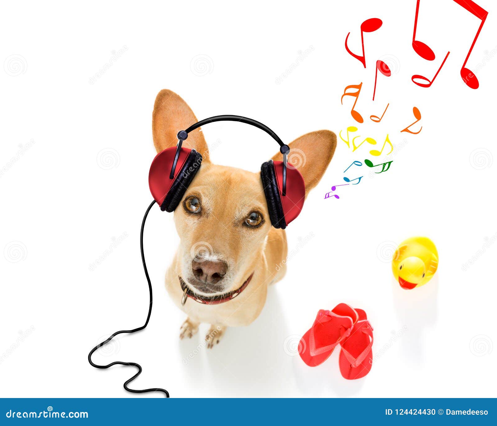 chihuahua listening to music meme