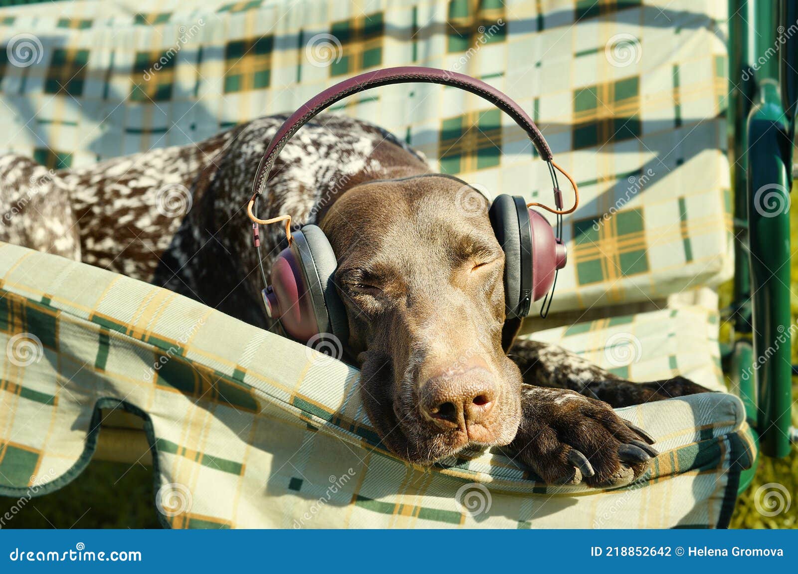 Dog Listening To Music in Earphones. Funny Pets. Summer Time Background.  Outdoor Activity. Happy Moments. Relaxing Time Stock Photo - Image of  clothing, carnivore: 218852642