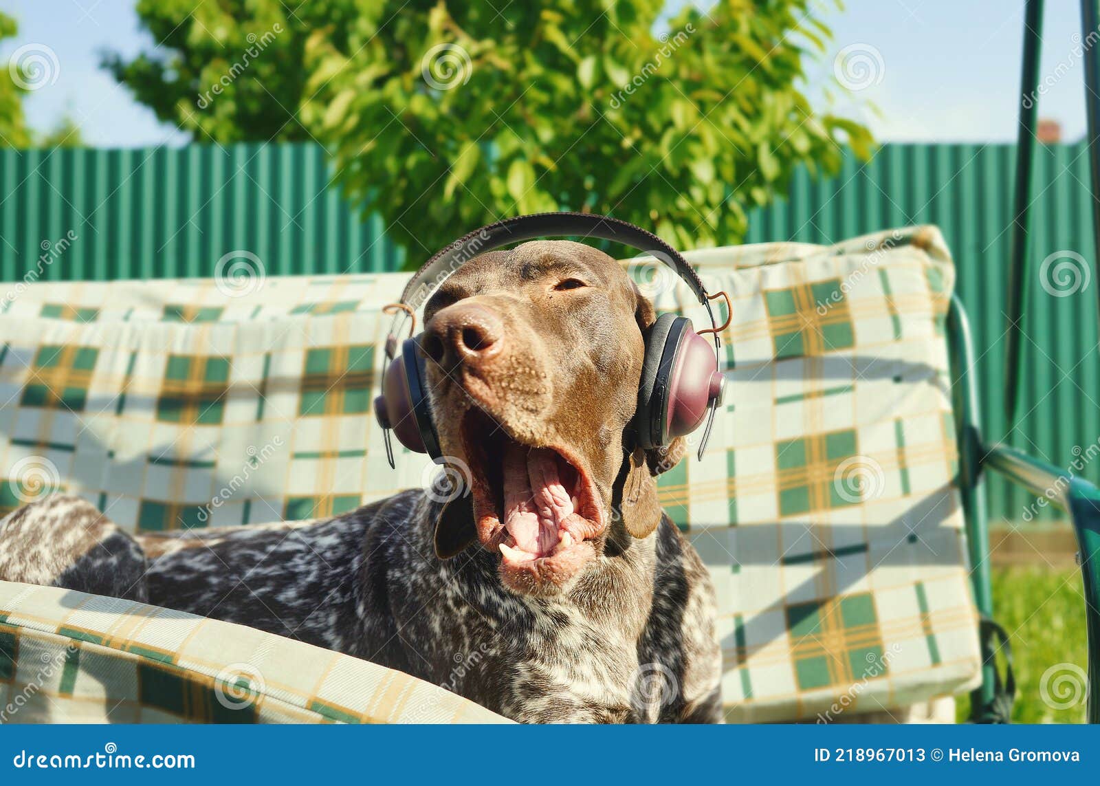 Dog Listening To Music in Earphones. Summer Time. Entetainment Background.  Relaxing Moment. Funny Animals Stock Image - Image of mammal, relaxing:  218967013