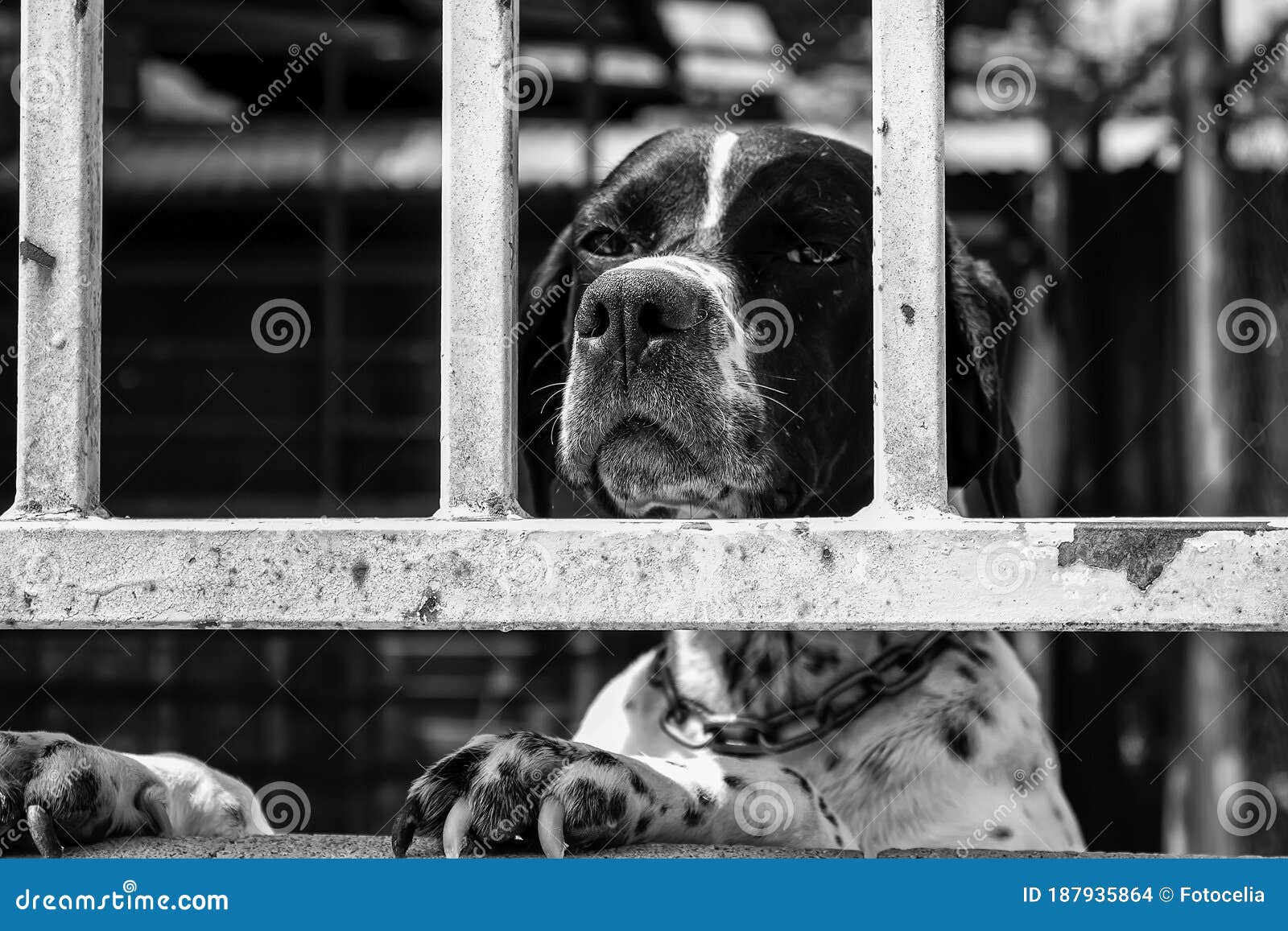 Dog locked in cage stock photo. Image of adopt, domestic 187935864