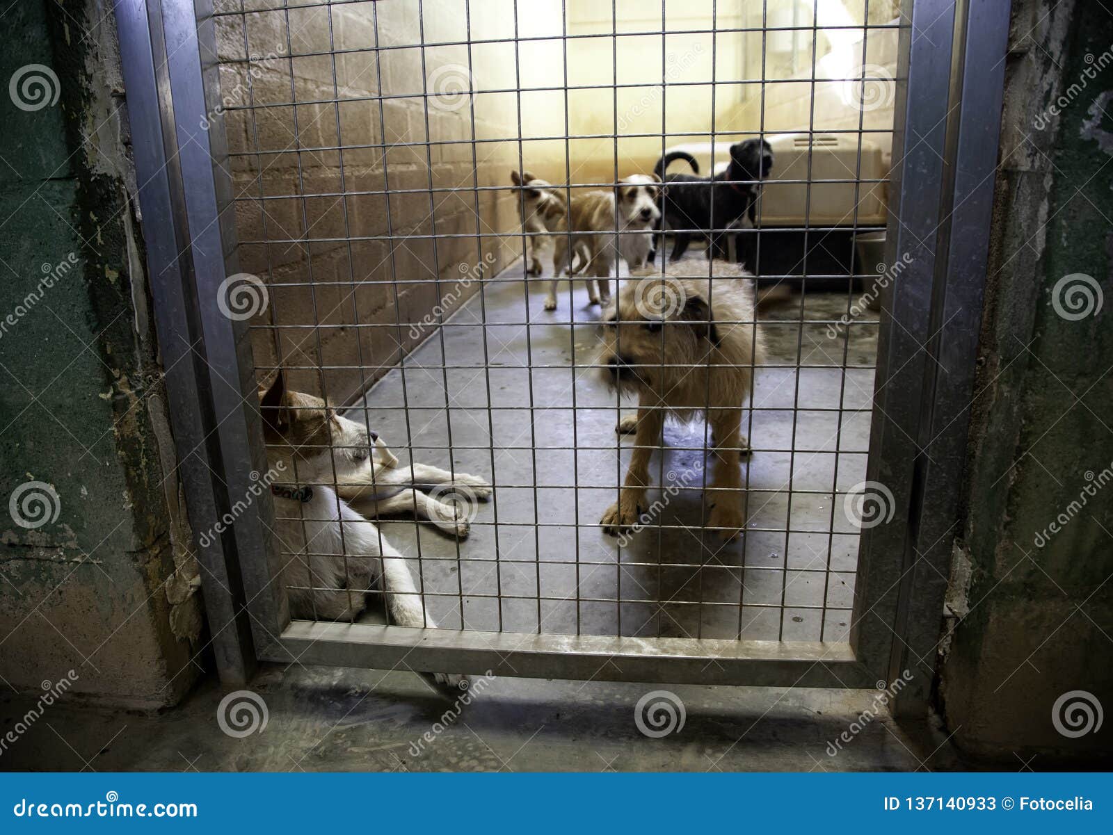 Dog locked in kennel stock image. Image of concept, locked 137140933