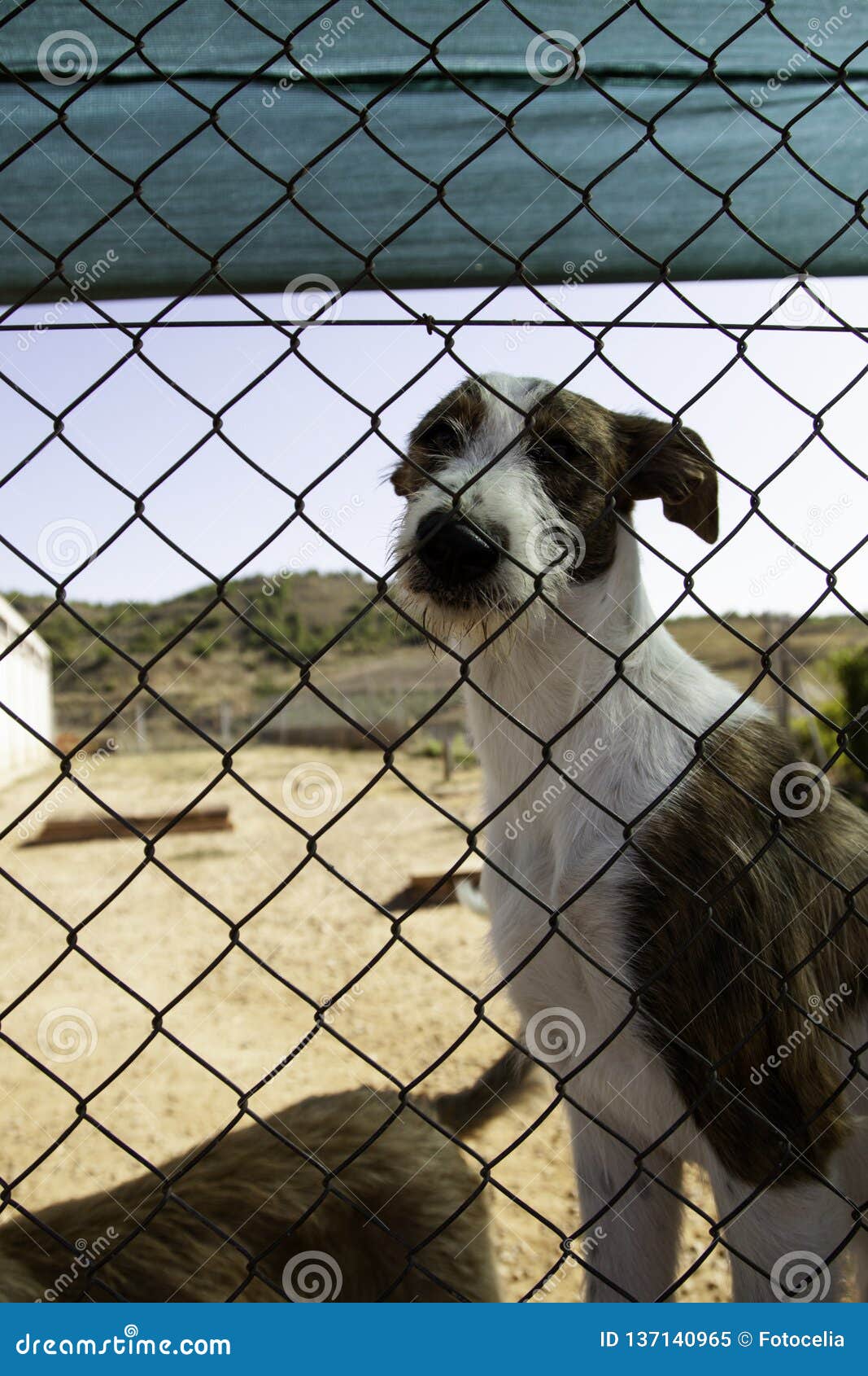 Dog locked in kennel stock image. Image of homeless 137140965