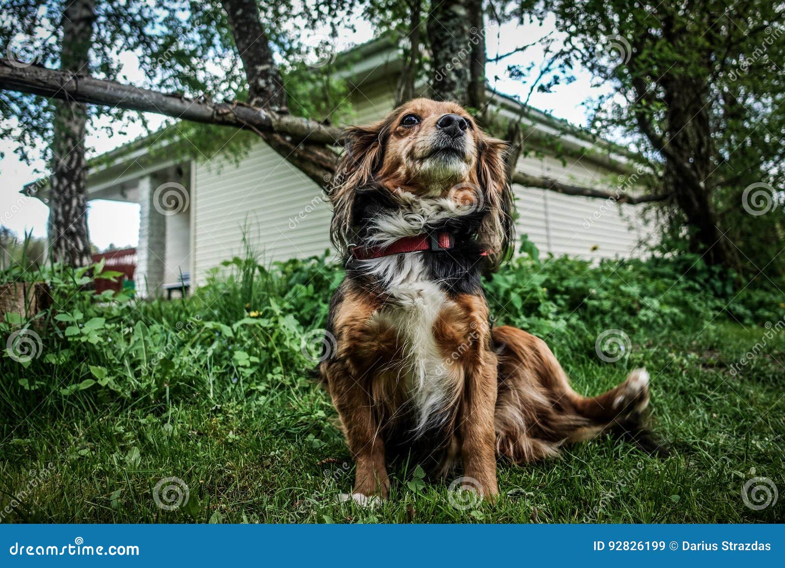 Dog look stock image. Image of animal, cute, breed, outdoors 92826199