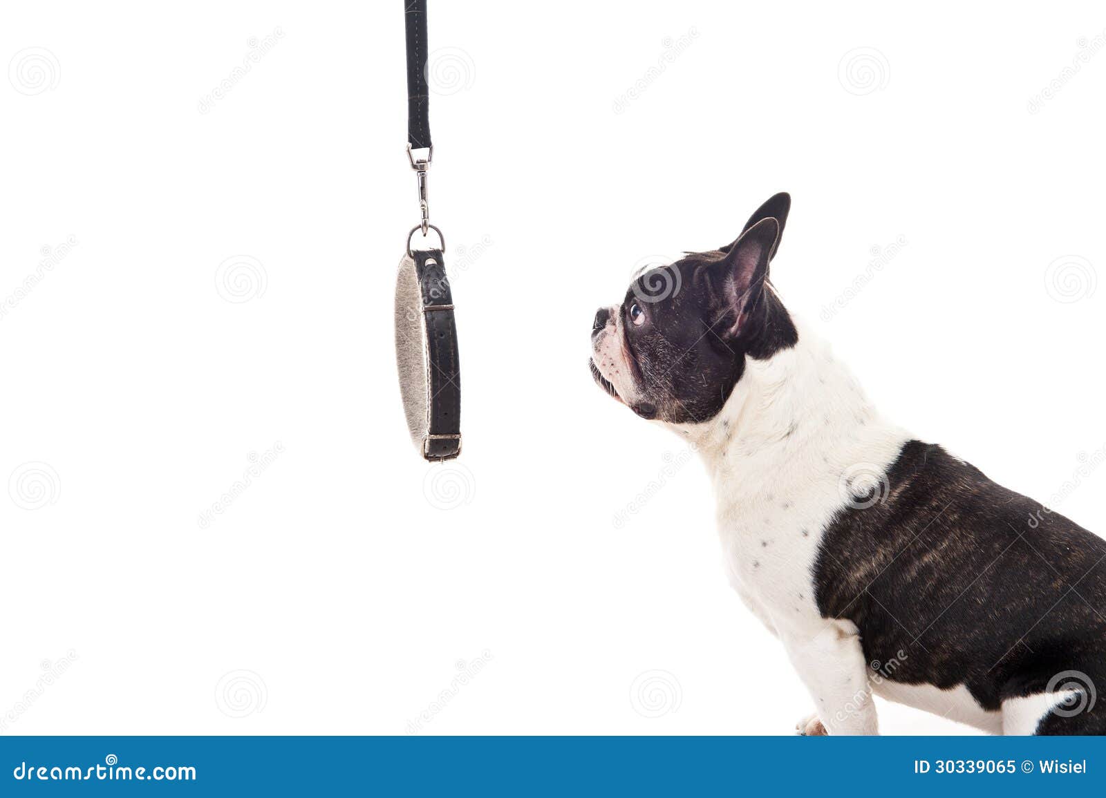 Dog Look on Leash Over White Background Stock Image Image of isolated