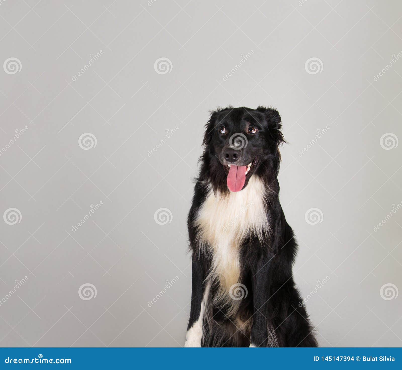 dog with copy space dog with copy space