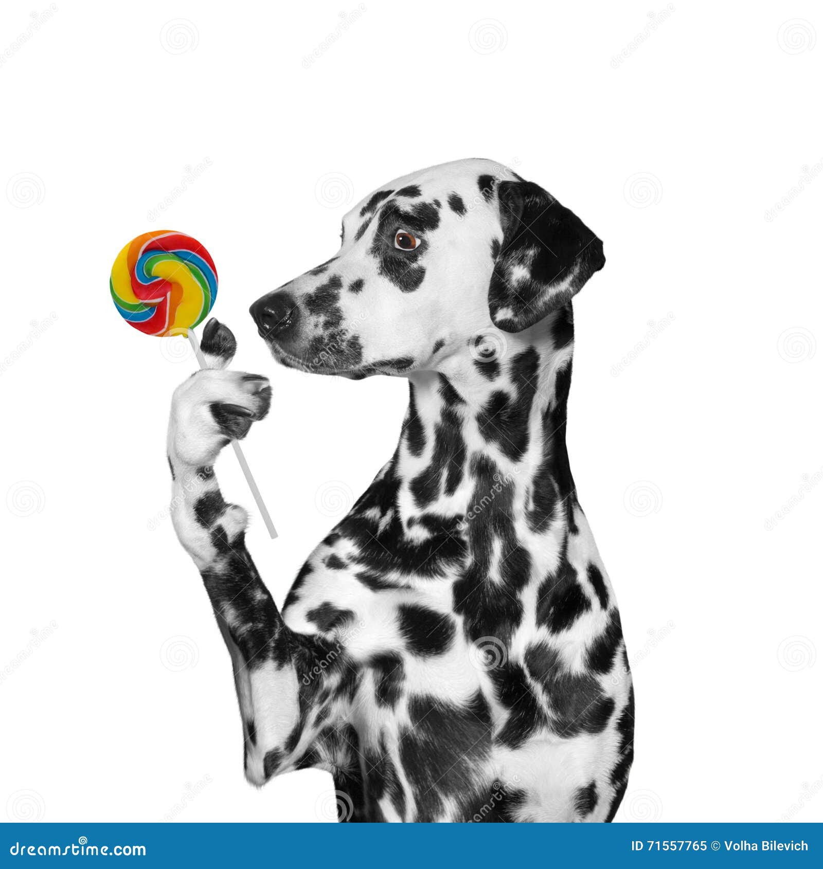 Dog Looking at Candy Lollipop in Surprise Isolated on Black Stock