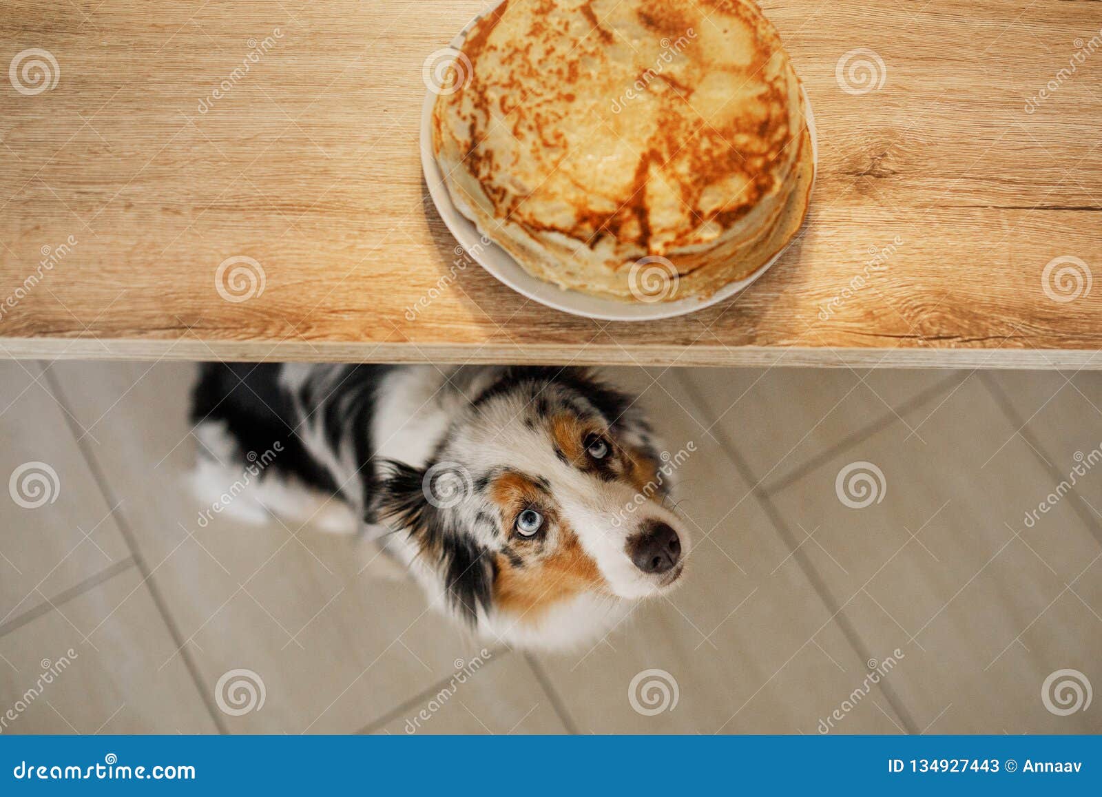 Opdater Refinement Ydmyg Dog Looking at Food. the Australian Shepherd is Waiting for Pancakes. Pet  Eats Stock Image - Image of friend, exercise: 134927443