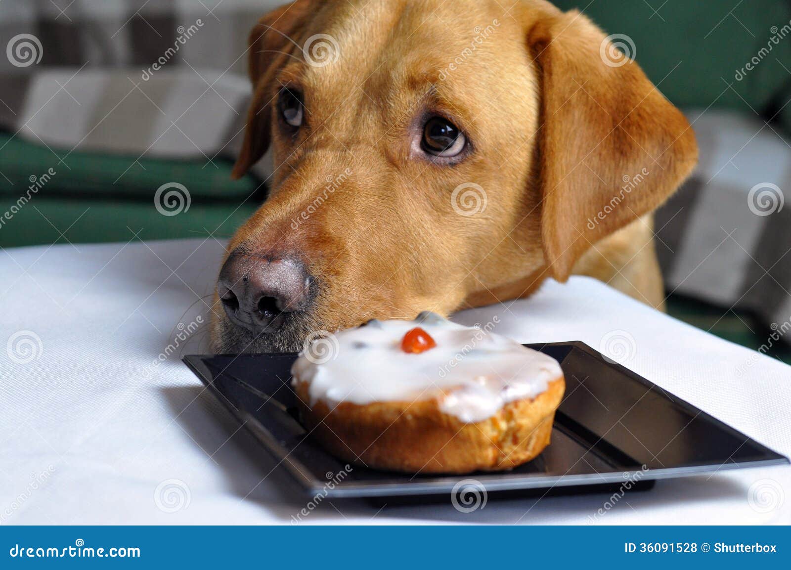 Dog Stealing Food Royalty Image Dog Stealing Food Royalty Image