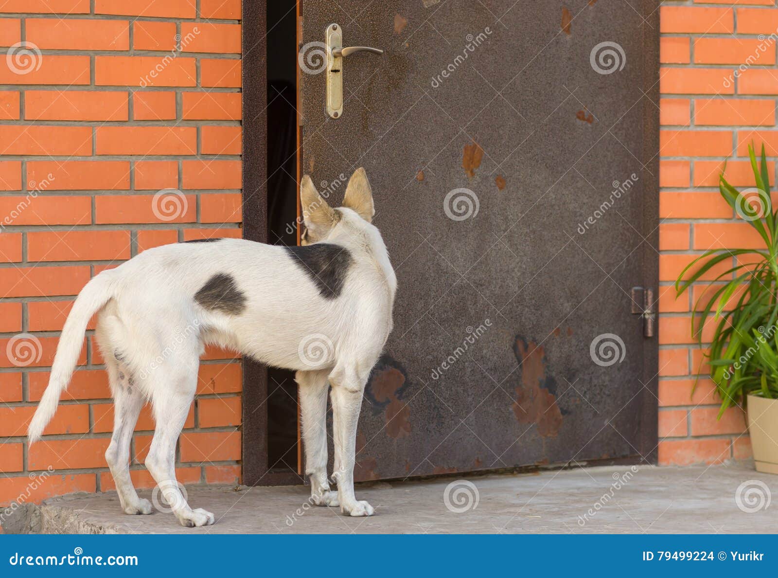 Dog Looking into Halfopen Door in Master S House Stock Photo Image