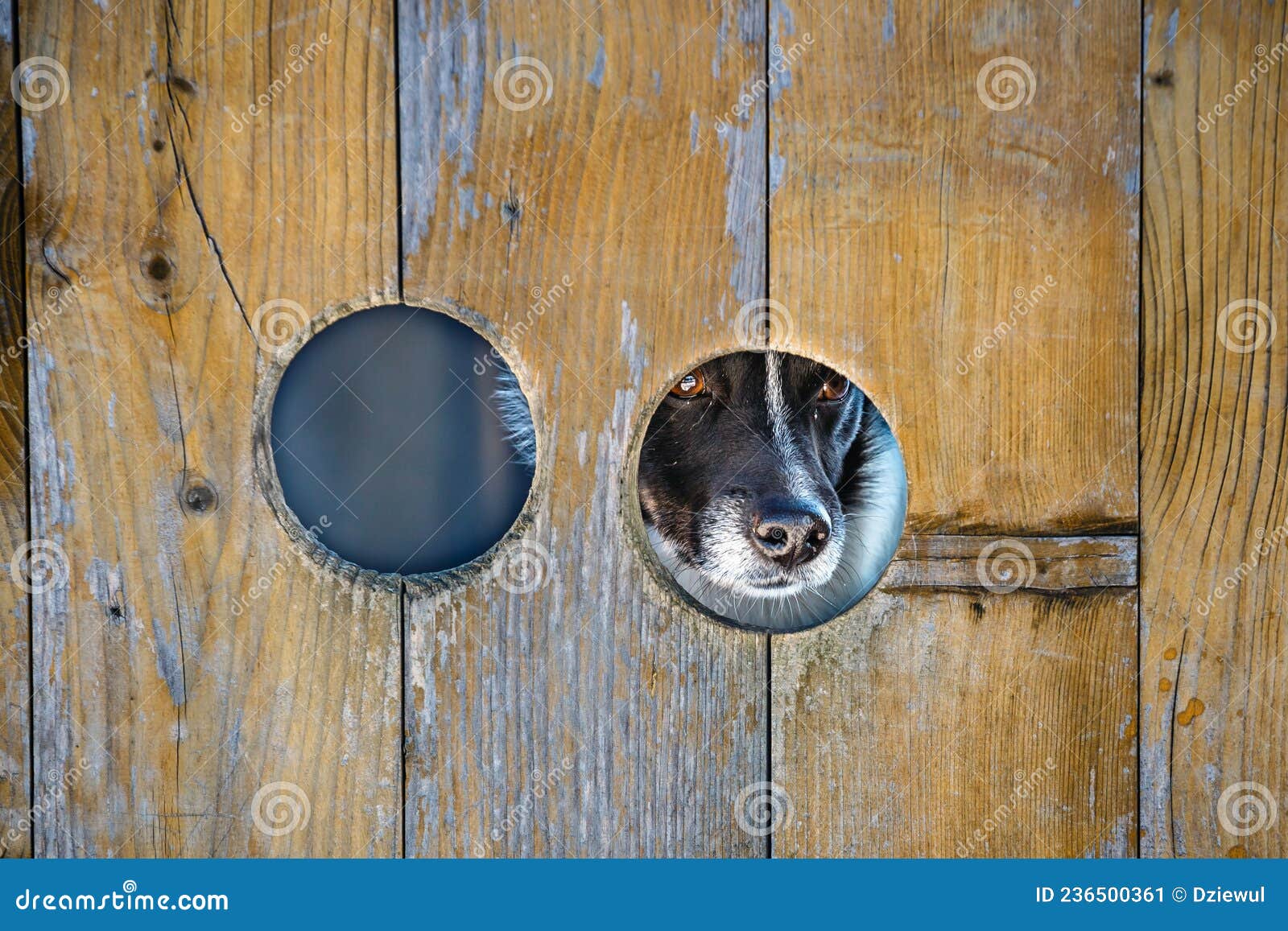 Dog Looking through a Hole in the Fence Stock Image Image of brown, cute 236500361
