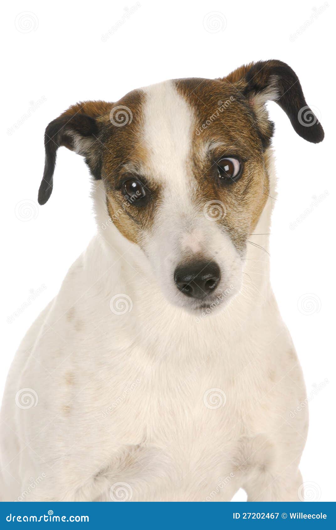Dog looking sideways stock image. Image of funny, domestic 27202467