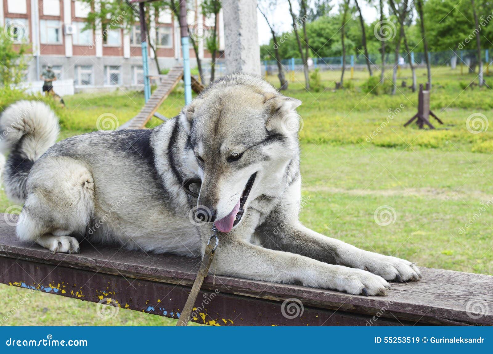 Dog looking sideways stock image. Image of animal, domestic 55253519
