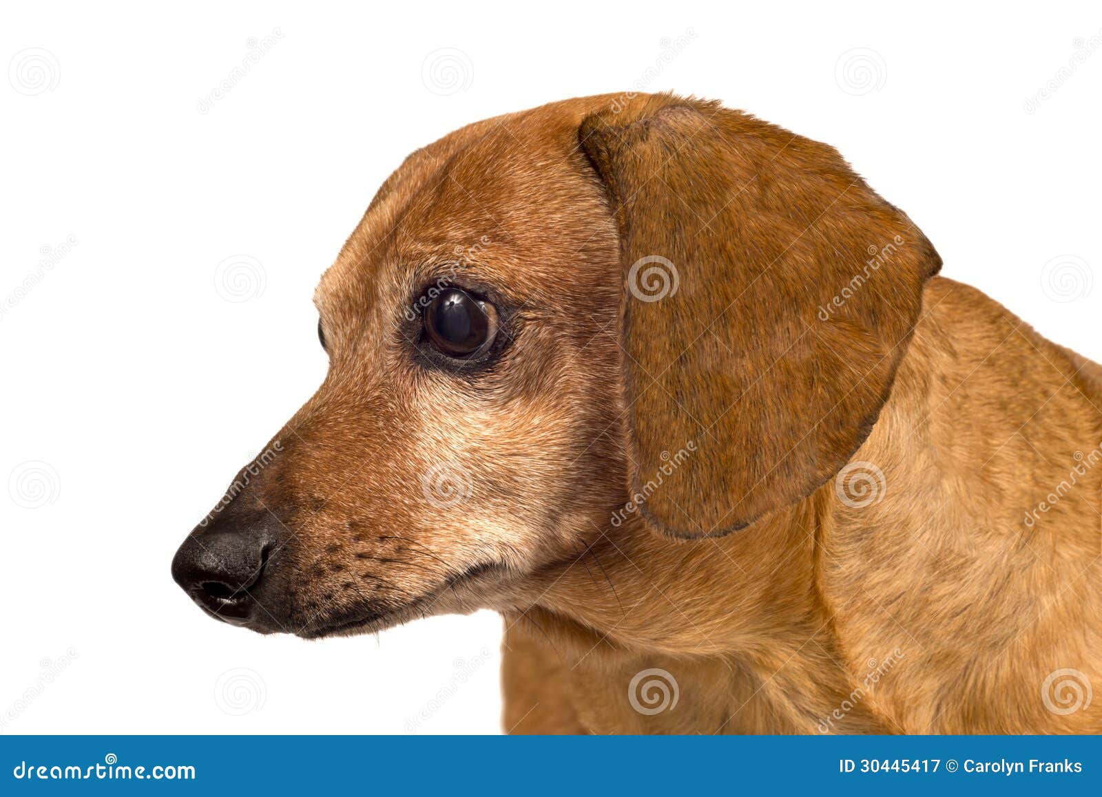 Dog Looking Sideways Close Up Stock Image - Image of Dog Looking Sideways Close Up Stock Image - Image of