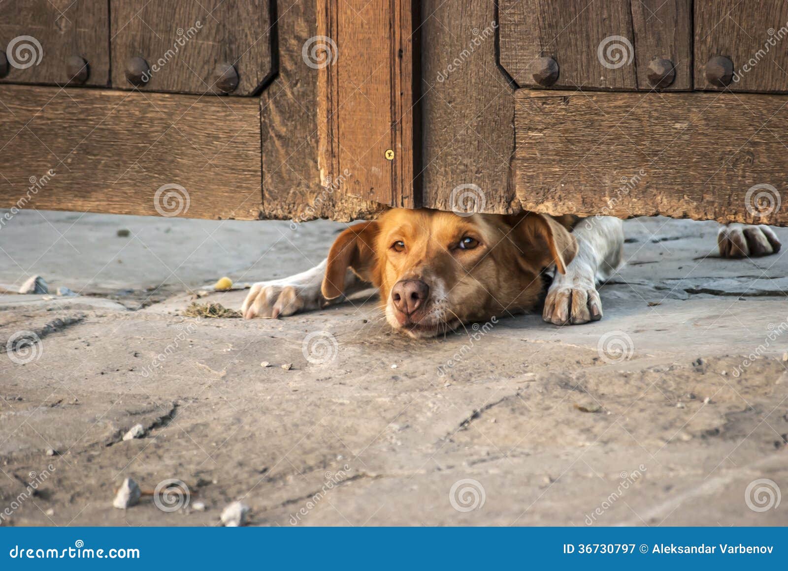 Dog looking under gate stock image. Image of young, curiosity 36730797