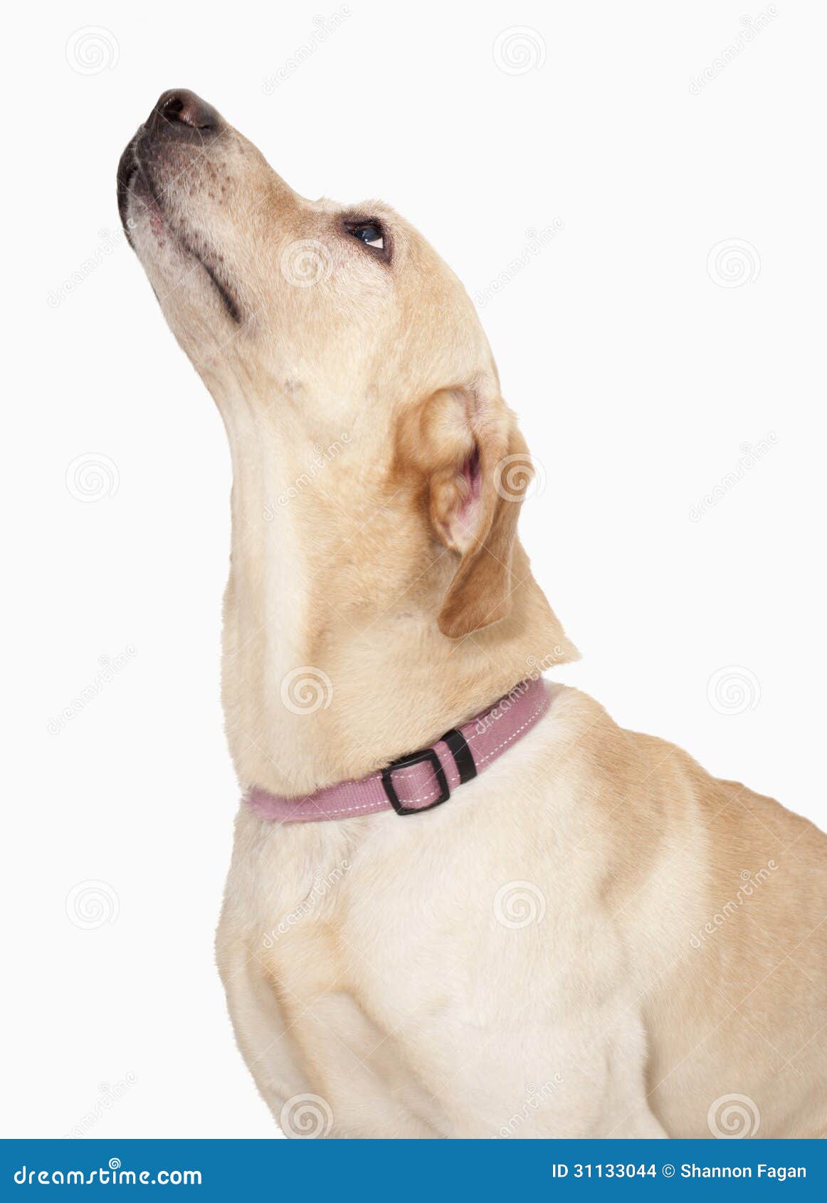 14,081 Dog Looking Studio Up Stock Photos - Free & Royalty-Free Stock  Photos from Dreamstime