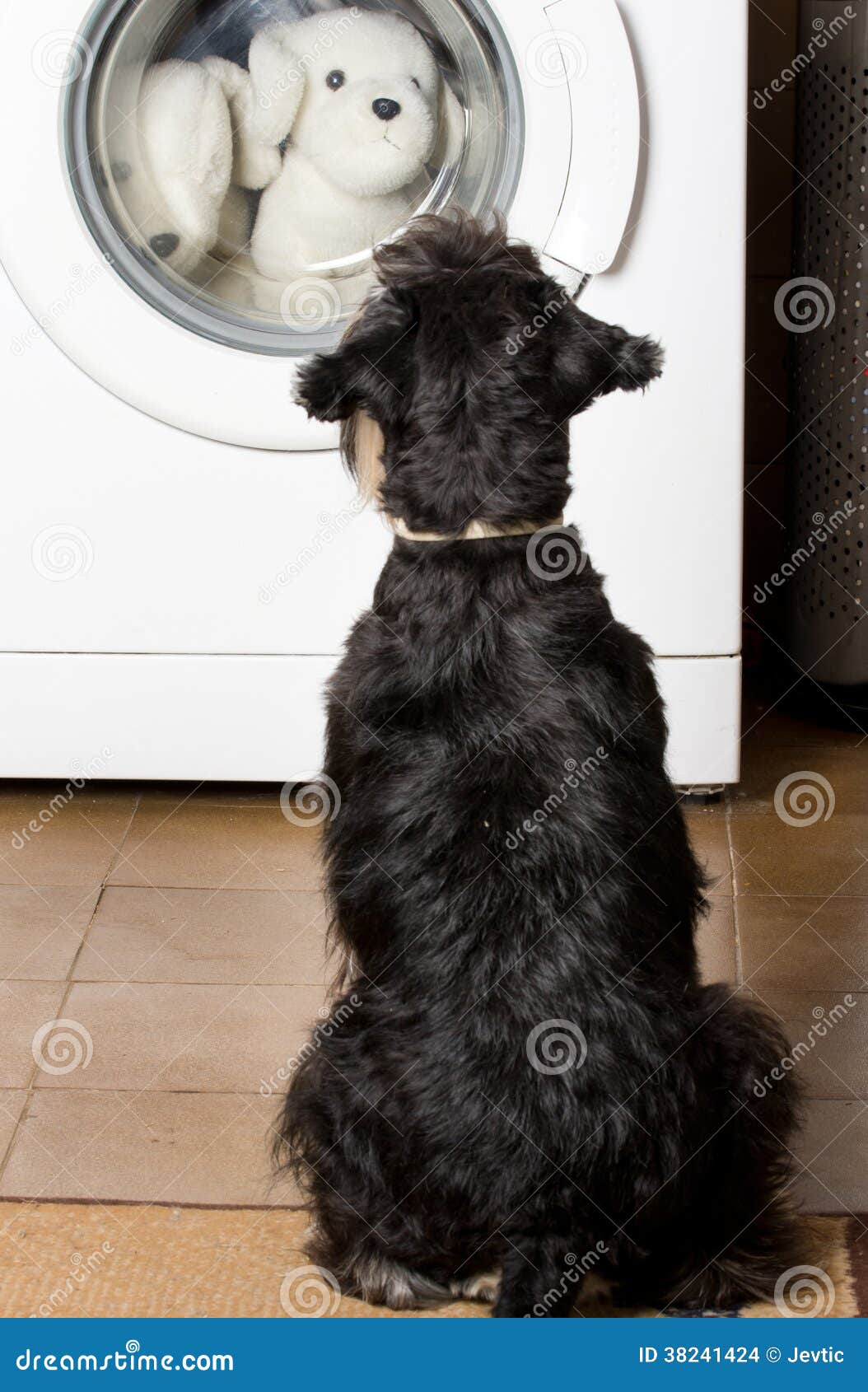 Dog Looking at Washing Machine Stock Photo Image of appliance