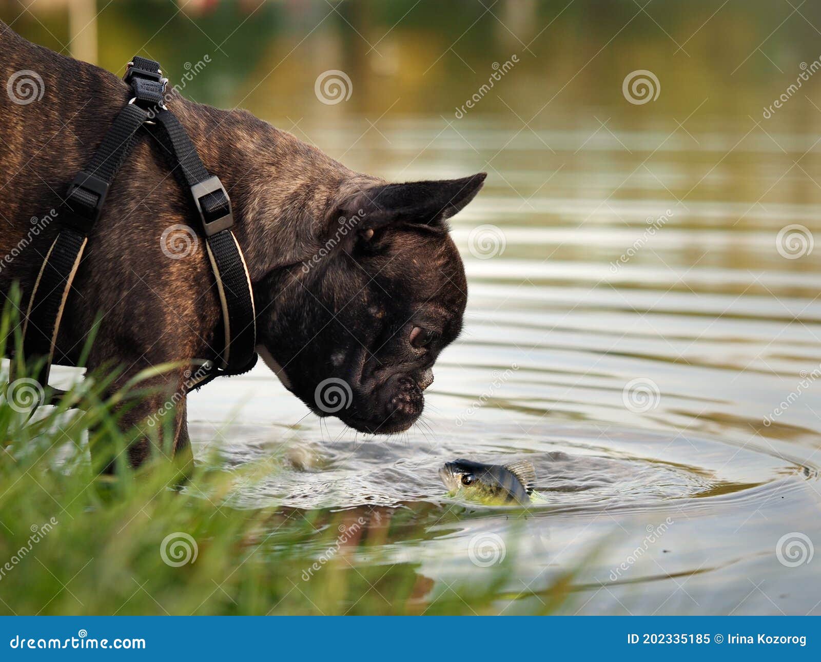The Dog Looks at the Fish in the Water Stock Image Image of canine