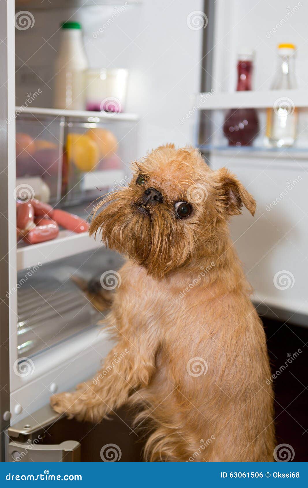 Dog looks in the fridge stock photo. Image of vegetable 63061506