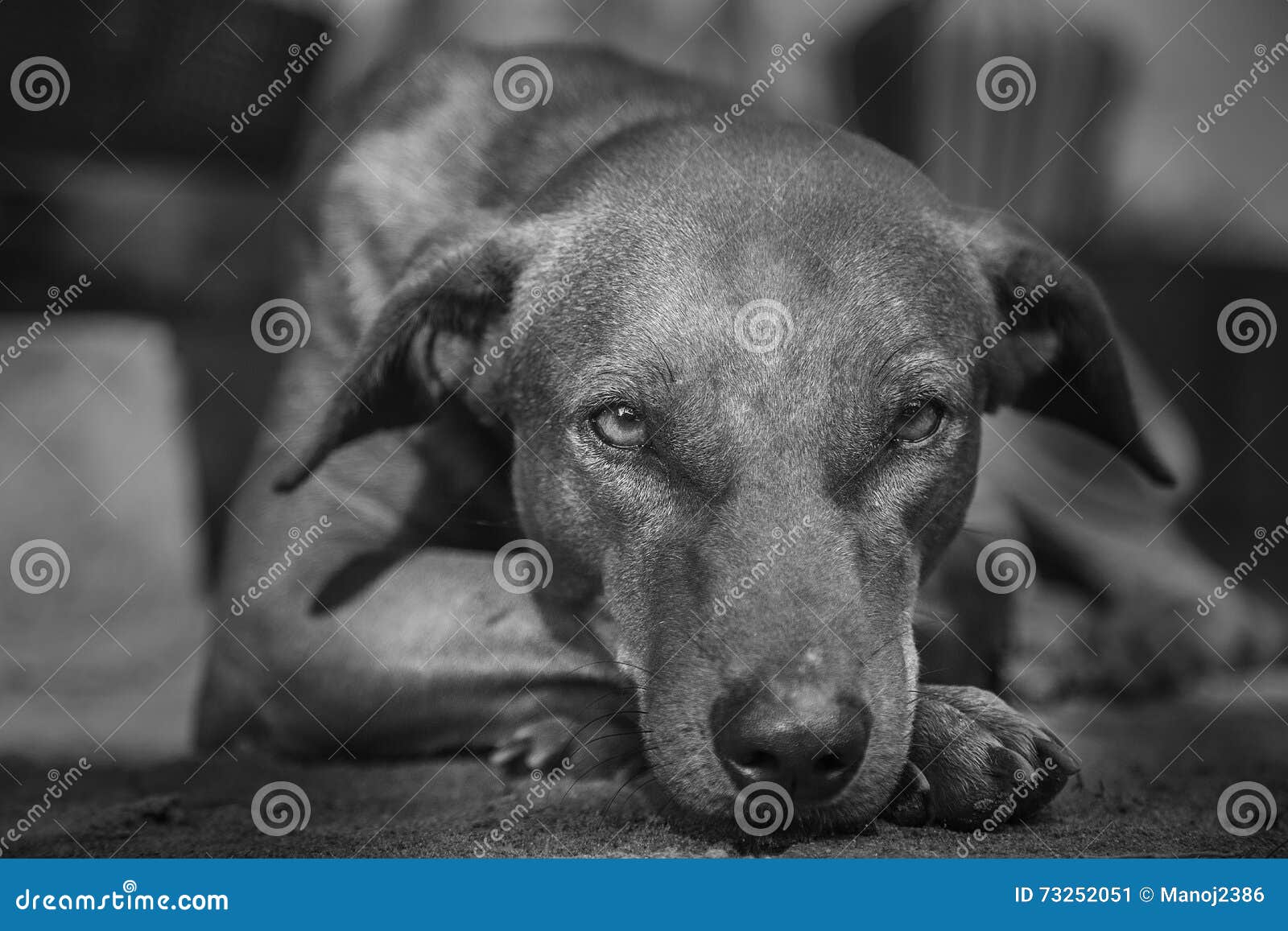 Dog stock image. Image of peace, downtoearth, look, focus 73252051