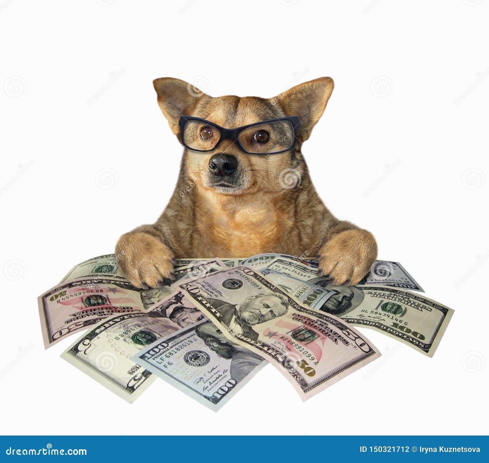 Dog with a lot of dollars stock photo. Image of close - 150321712