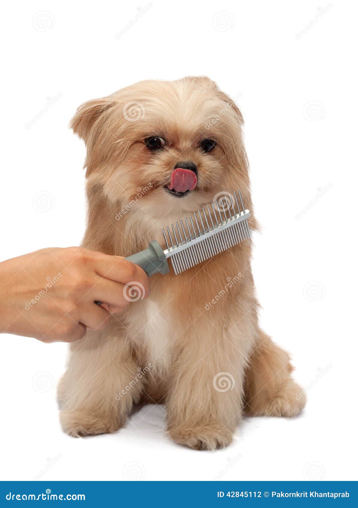Dog Love Brushing stock photo. Image of breed, freshness - 42845112