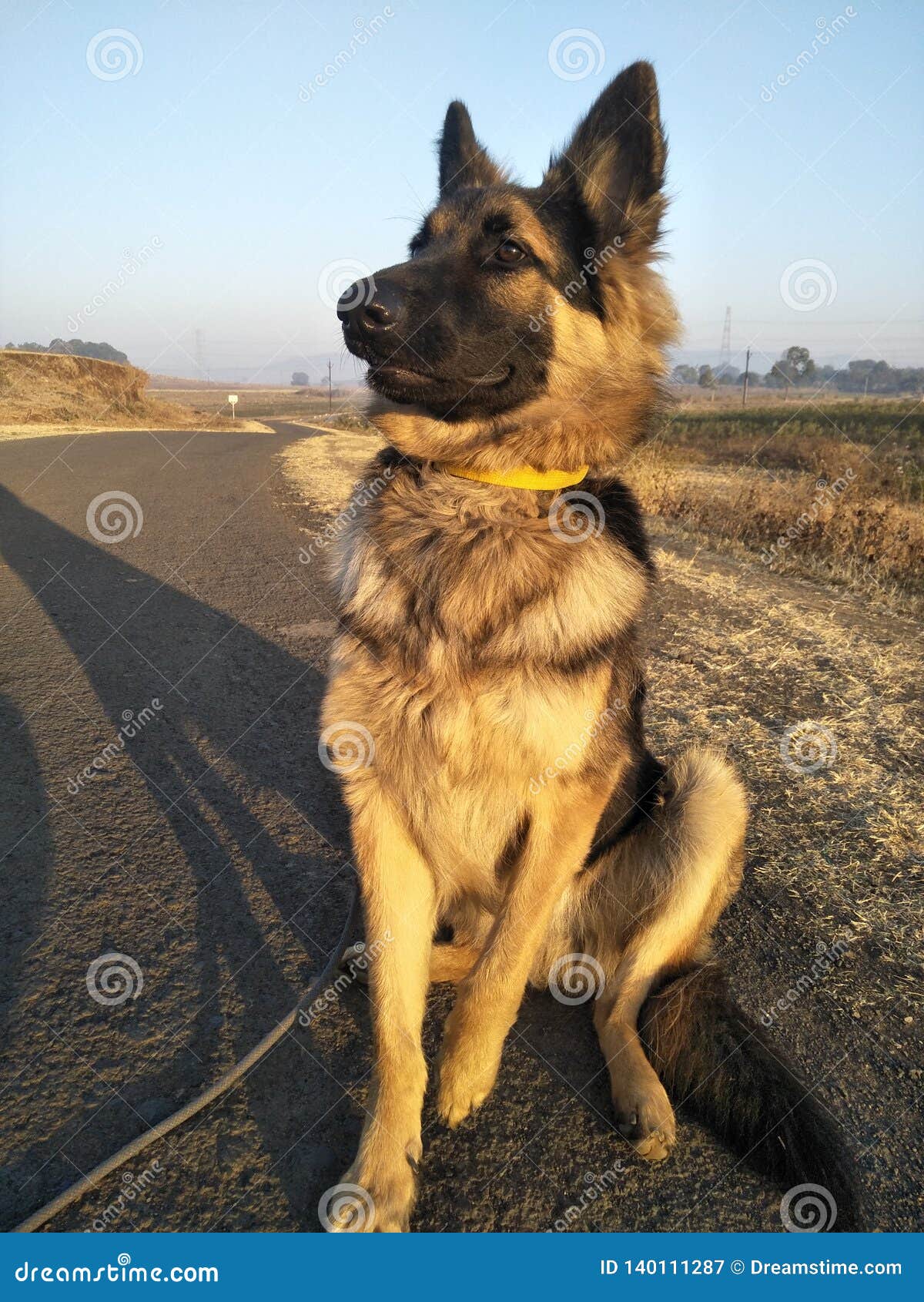 Dog love stock image. Image of german, love, year, shepherd 140111287