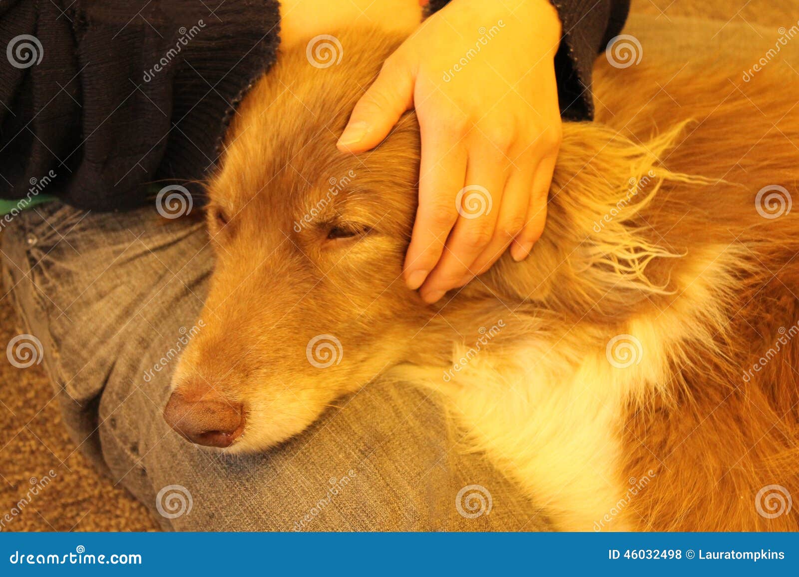 240,793 Dog Head Stock Photos - Free & Royalty-Free Stock Photos from  Dreamstime