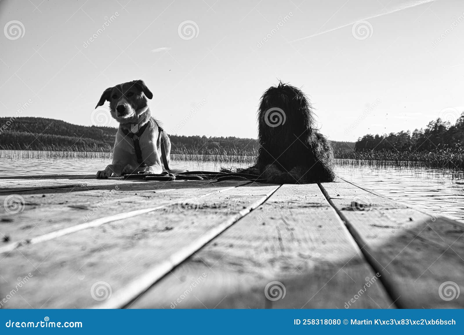 dog lovers lying on a jetty and looking at the lake in sweden. goldendoodle and mix