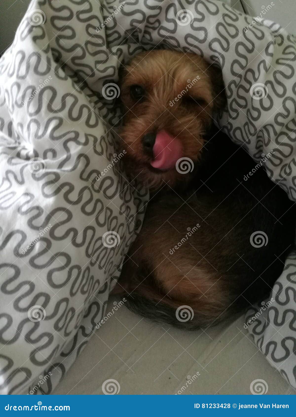 Dog Loves To Sleep Bed Stock Photos Free & RoyaltyFree Stock Photos