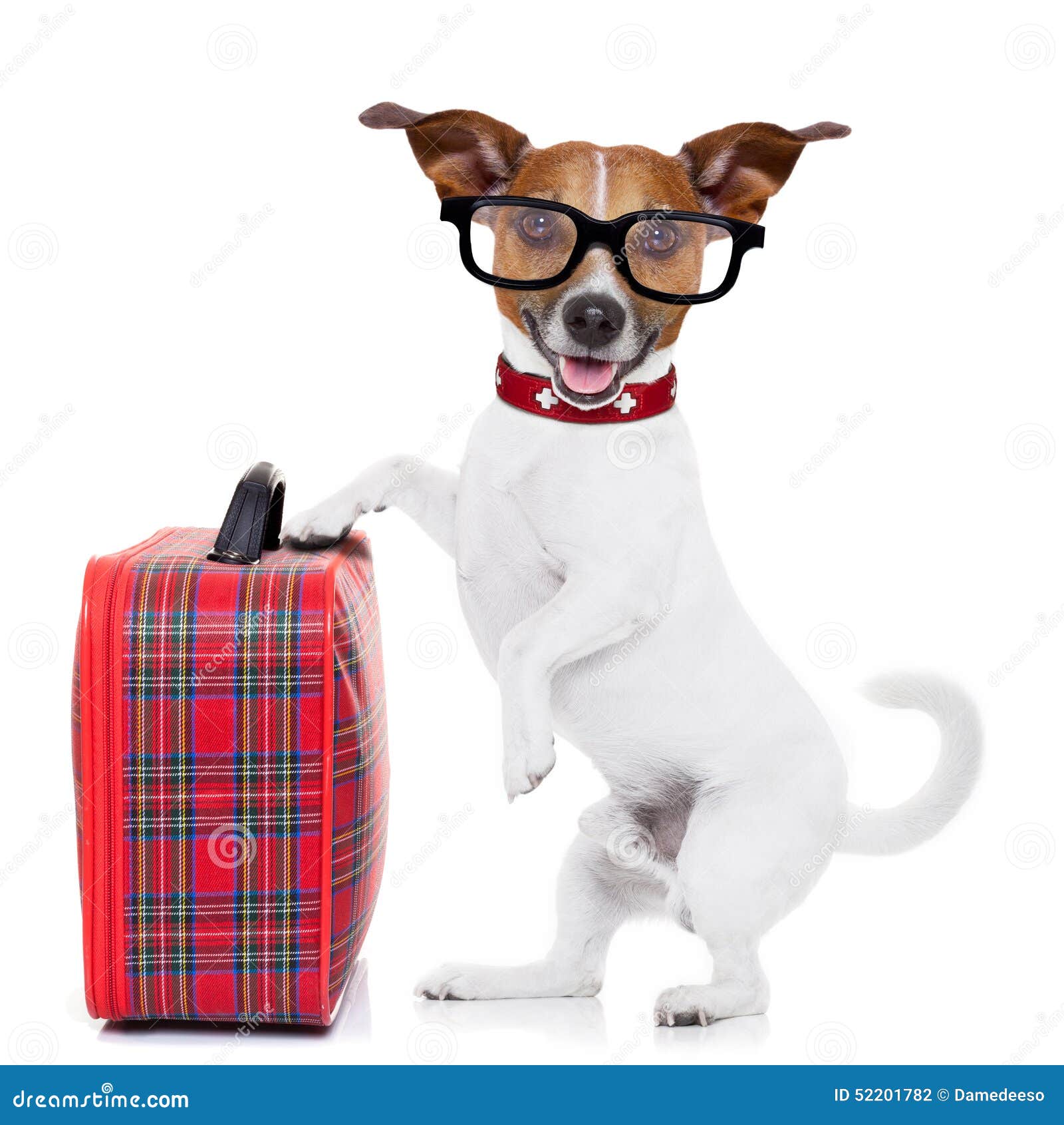 dog with luggage