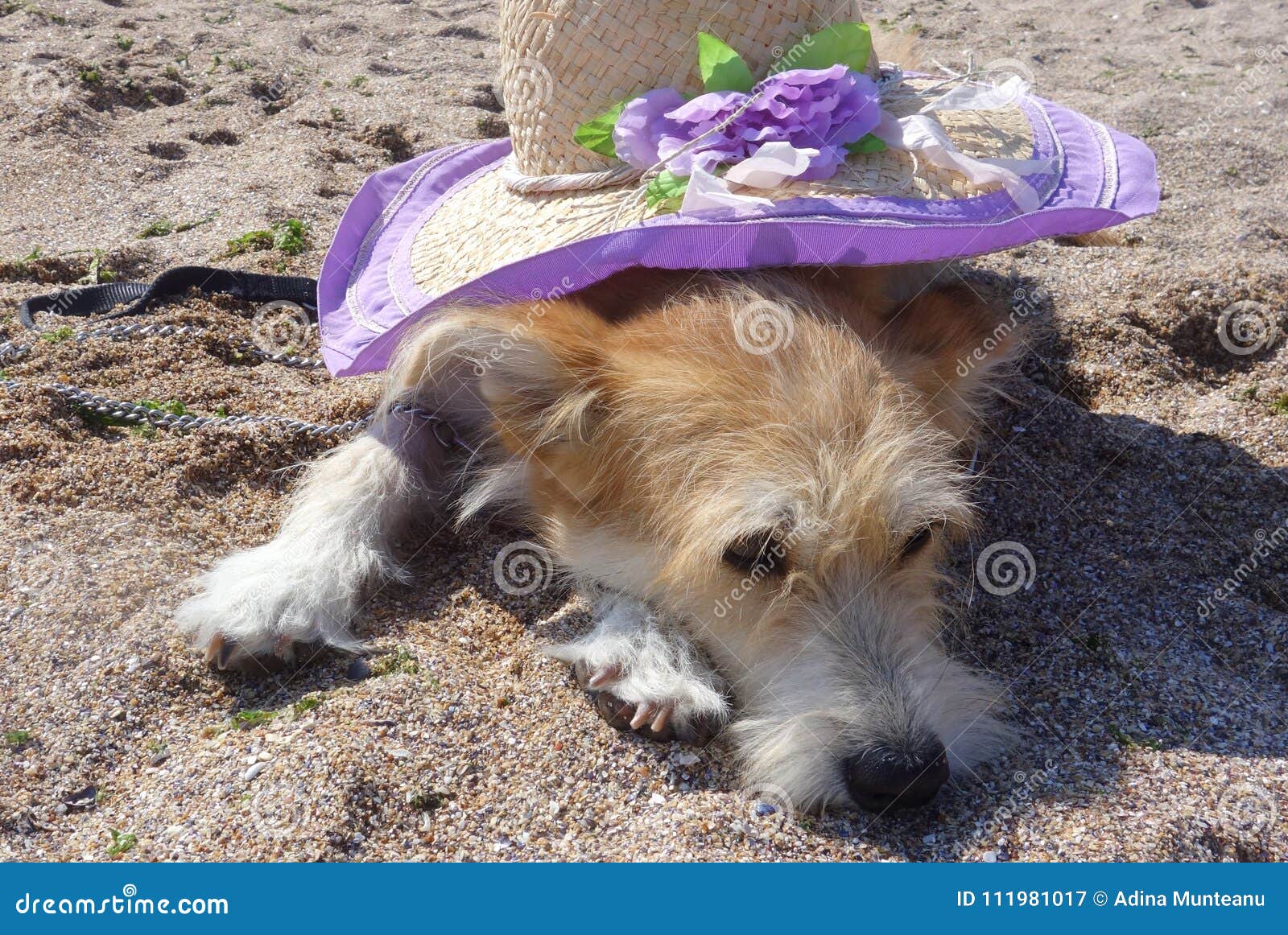 https://thumbs.dreamstime.com/z/dog-lying-beach-violet-straw-hat-his-back-sand-111981017.jpg