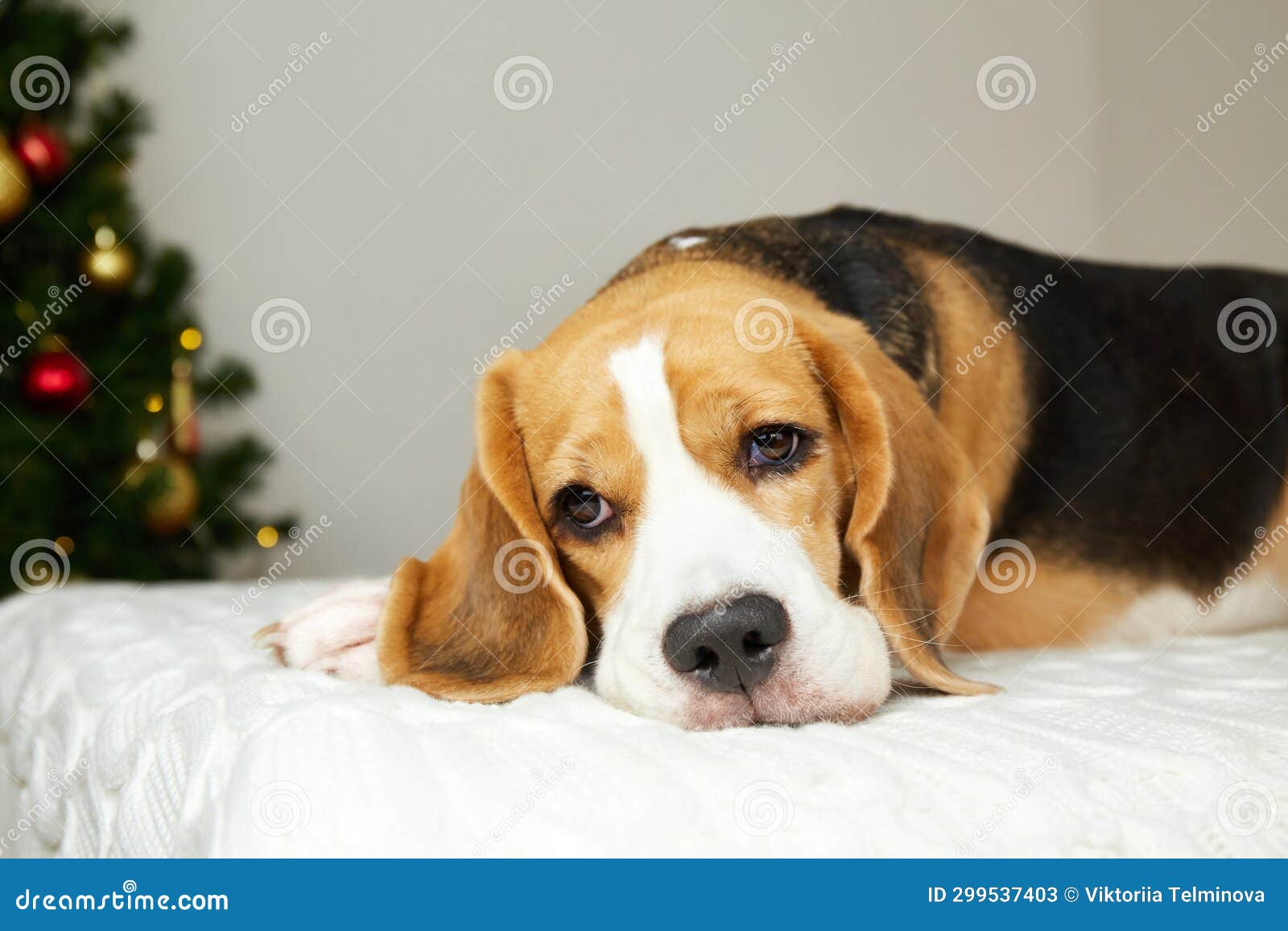The Dog is Lying on the Bed by the Christmas Tree Stock Image Image