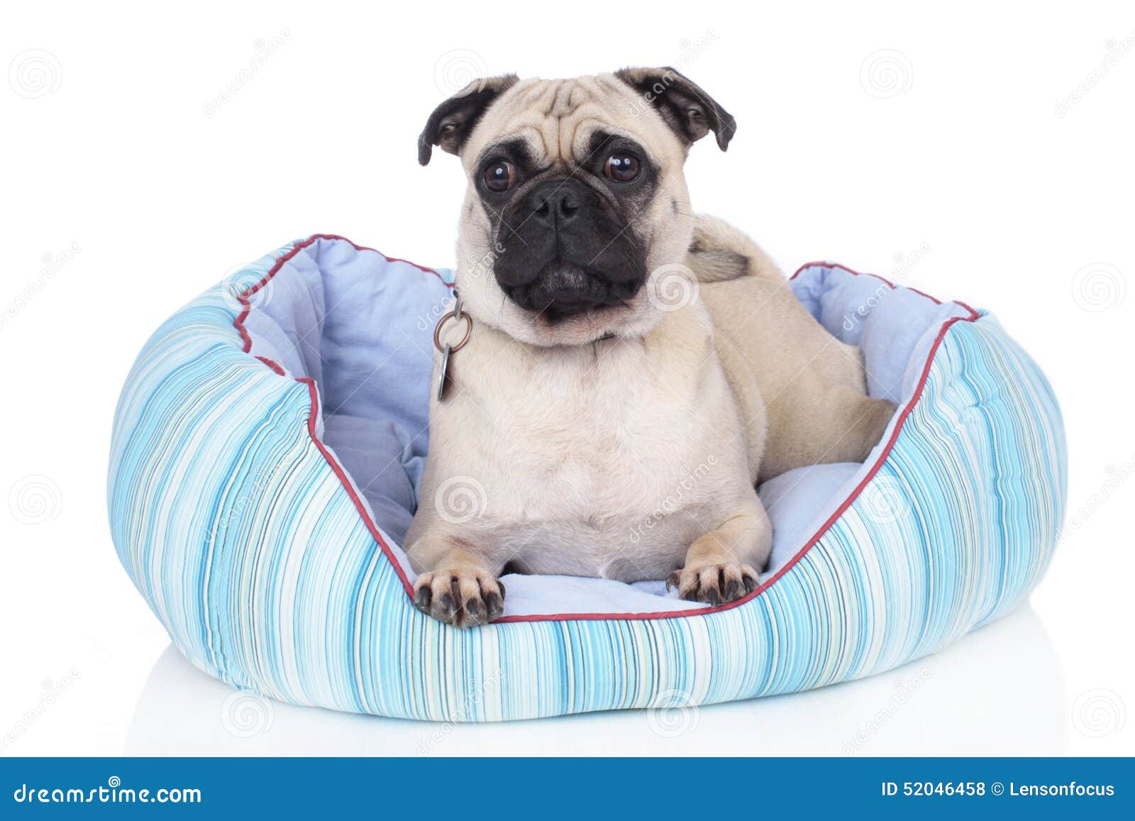 Dog lying in dog bed stock photo. Image of isolted, white 52046458