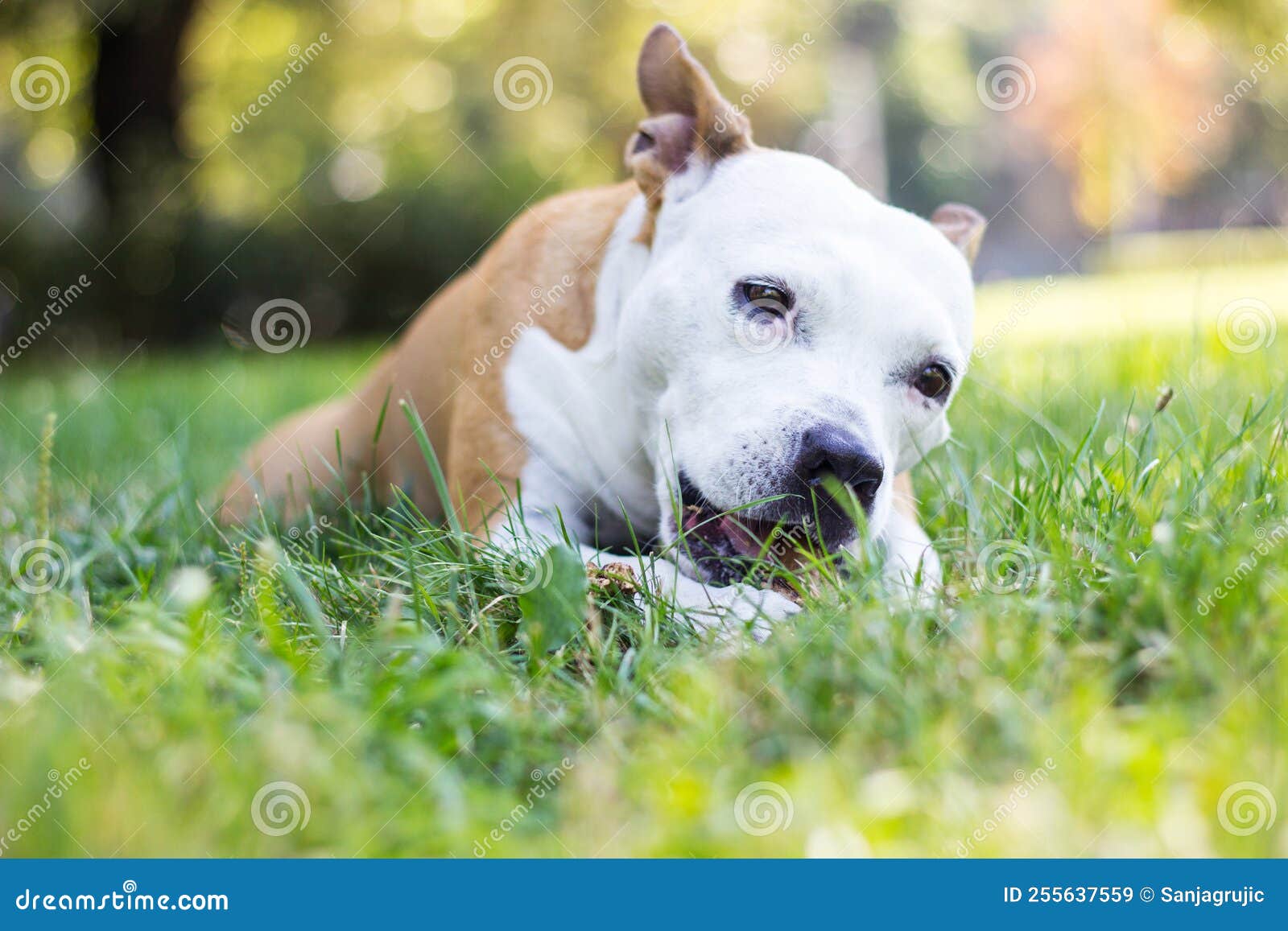 Dog Lying Down and Chewing Wooden Stick Stock Image Image of outdoors