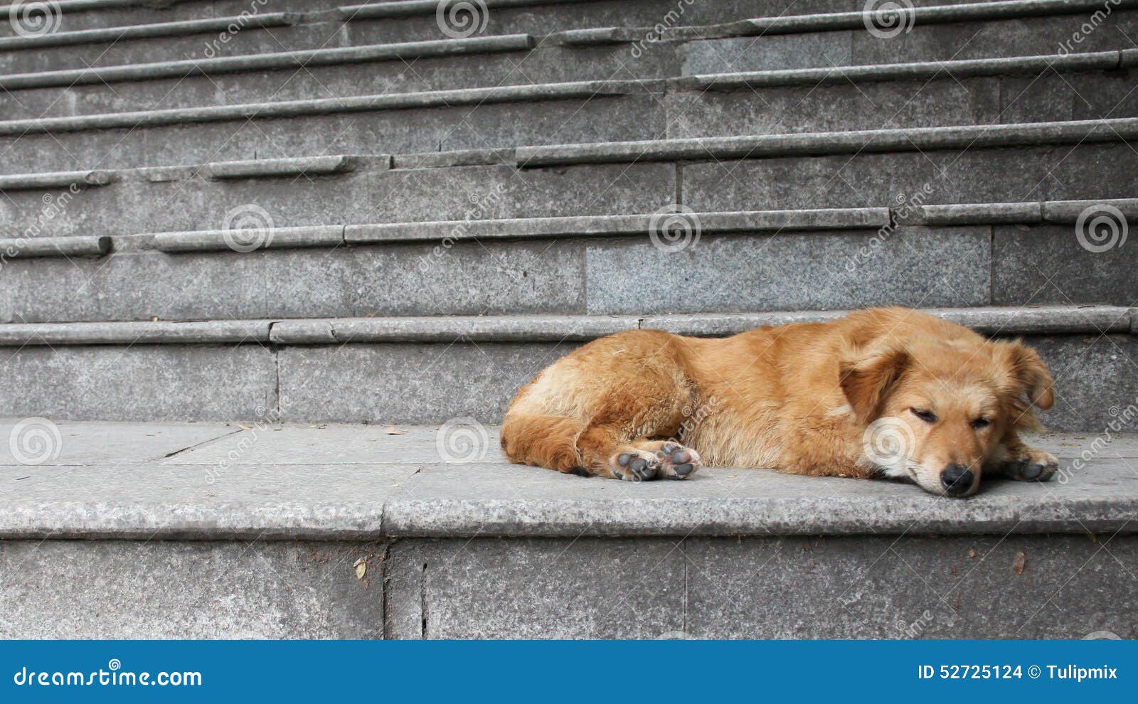 Dog lying down on stairs stock photo. Image of cute, china 52725124