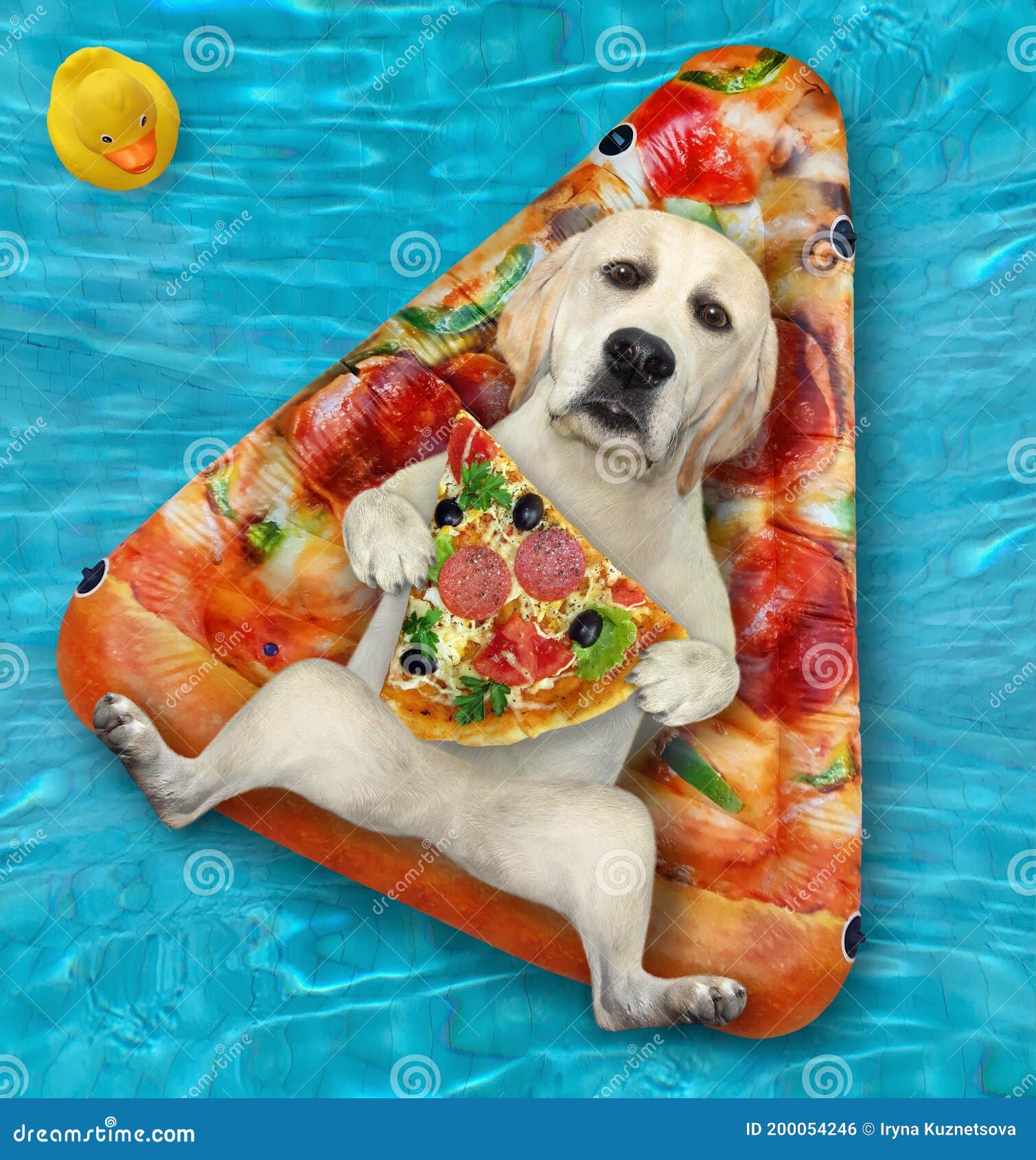 Dog in Pool on Ring Eats Pizza Stock Photo Image of blue, animal 200054246