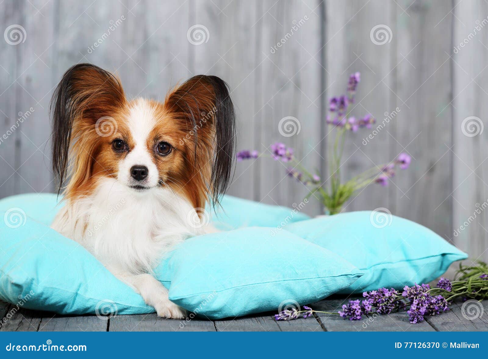 Dog lying on pillows stock photo. Image of hair, breed 77126370