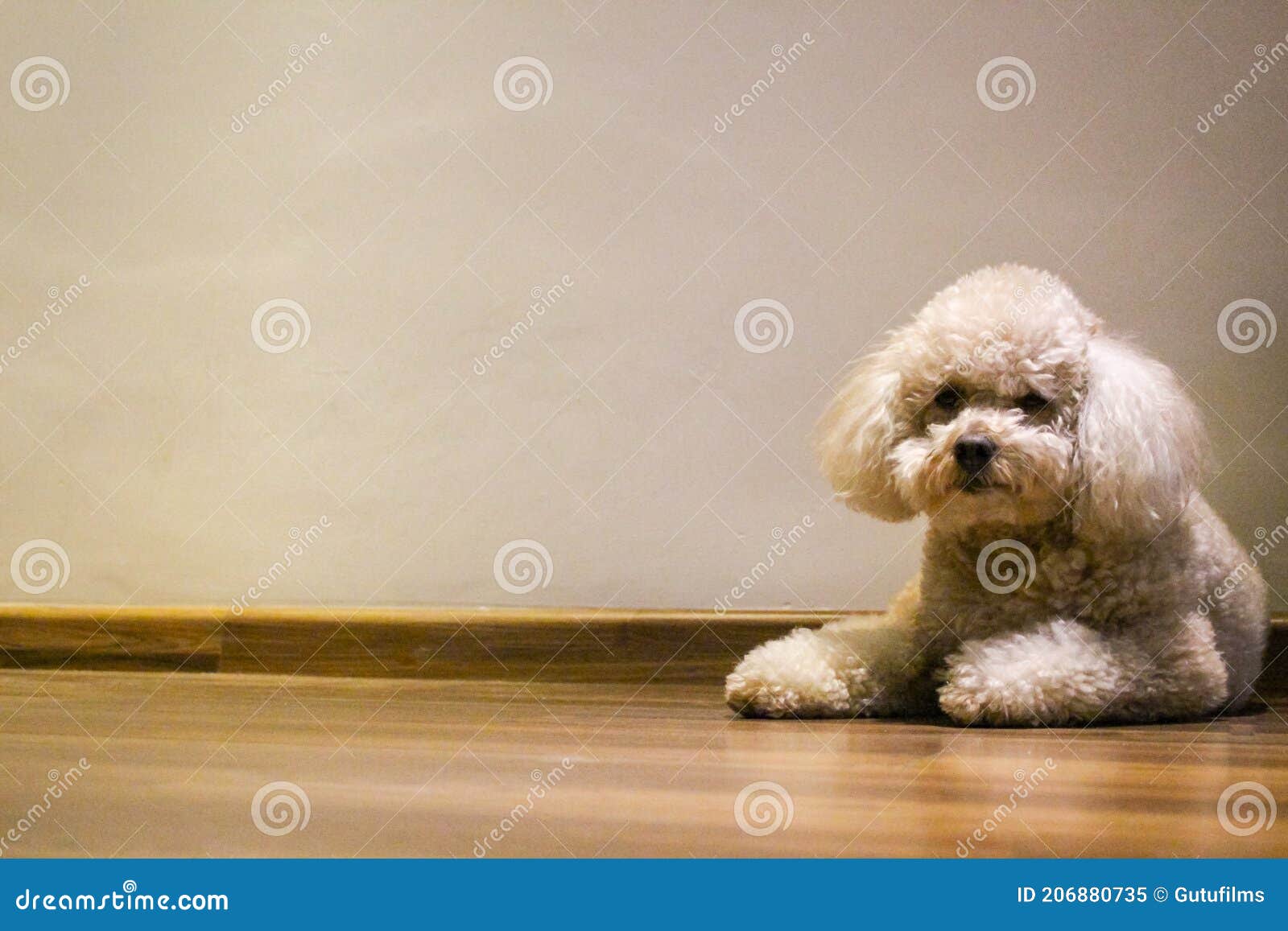 Dog lying in wood floor stock image. Image of beige 206880735